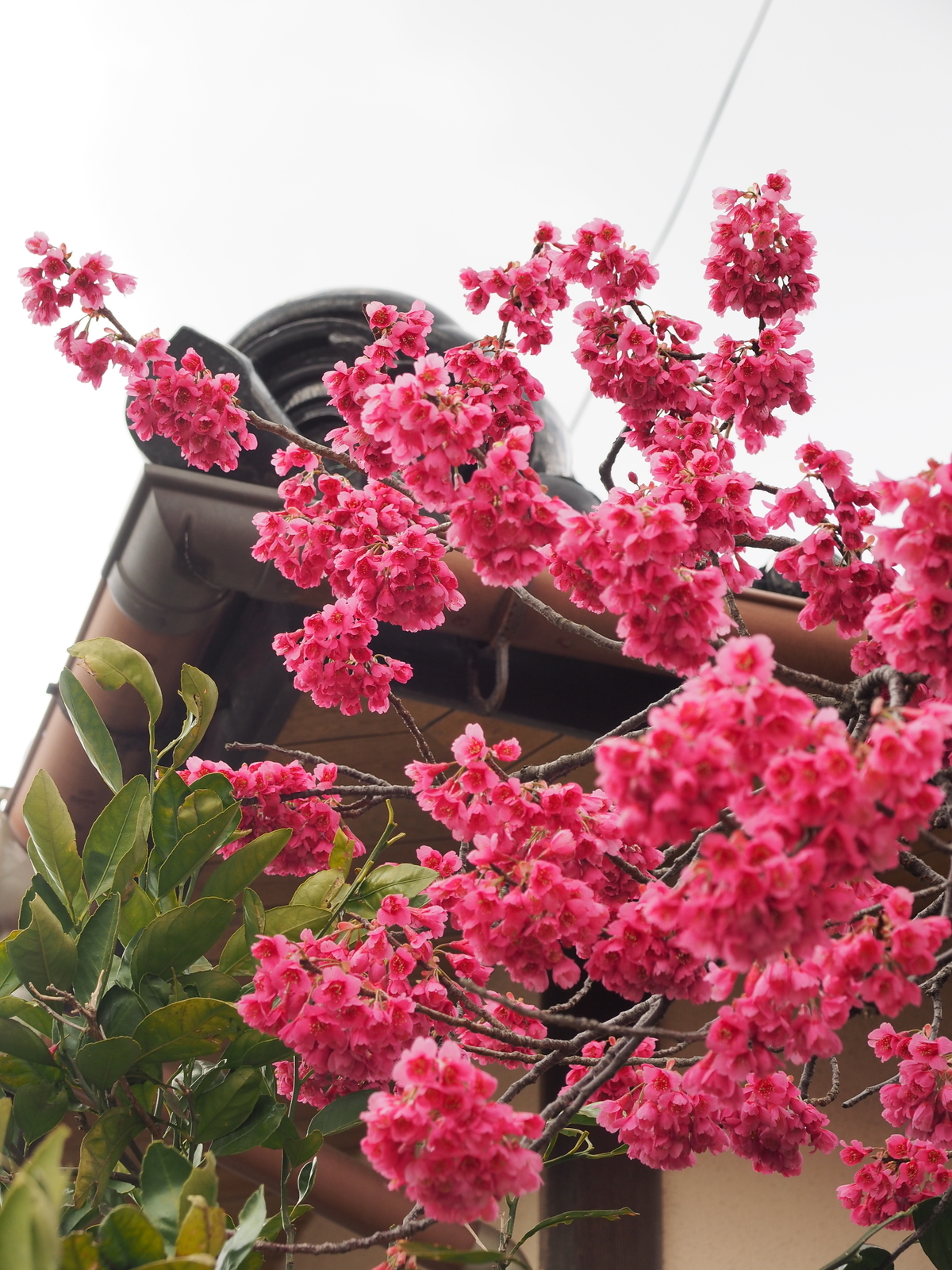 f:id:k10no3:20190324103331j:plain f:id:k10no3:20190324103331j:plain