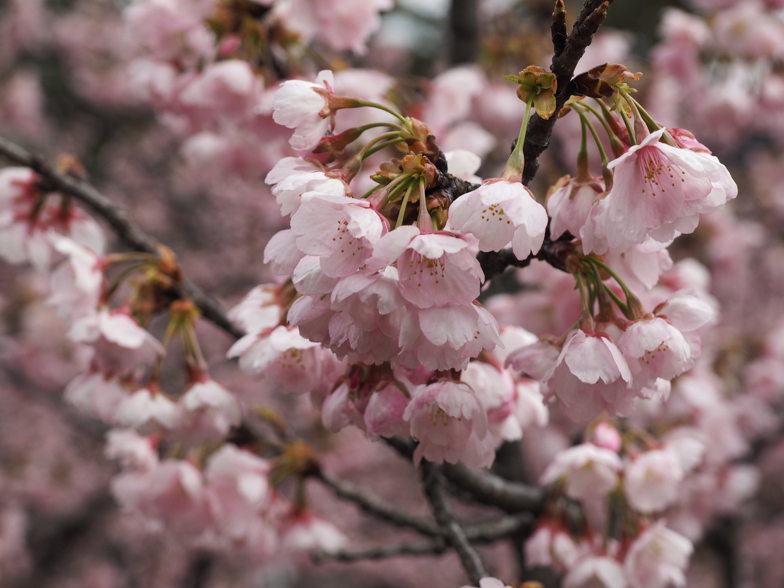 f:id:k10no3:20190324105132j:plain f:id:k10no3:20190324105132j:plain