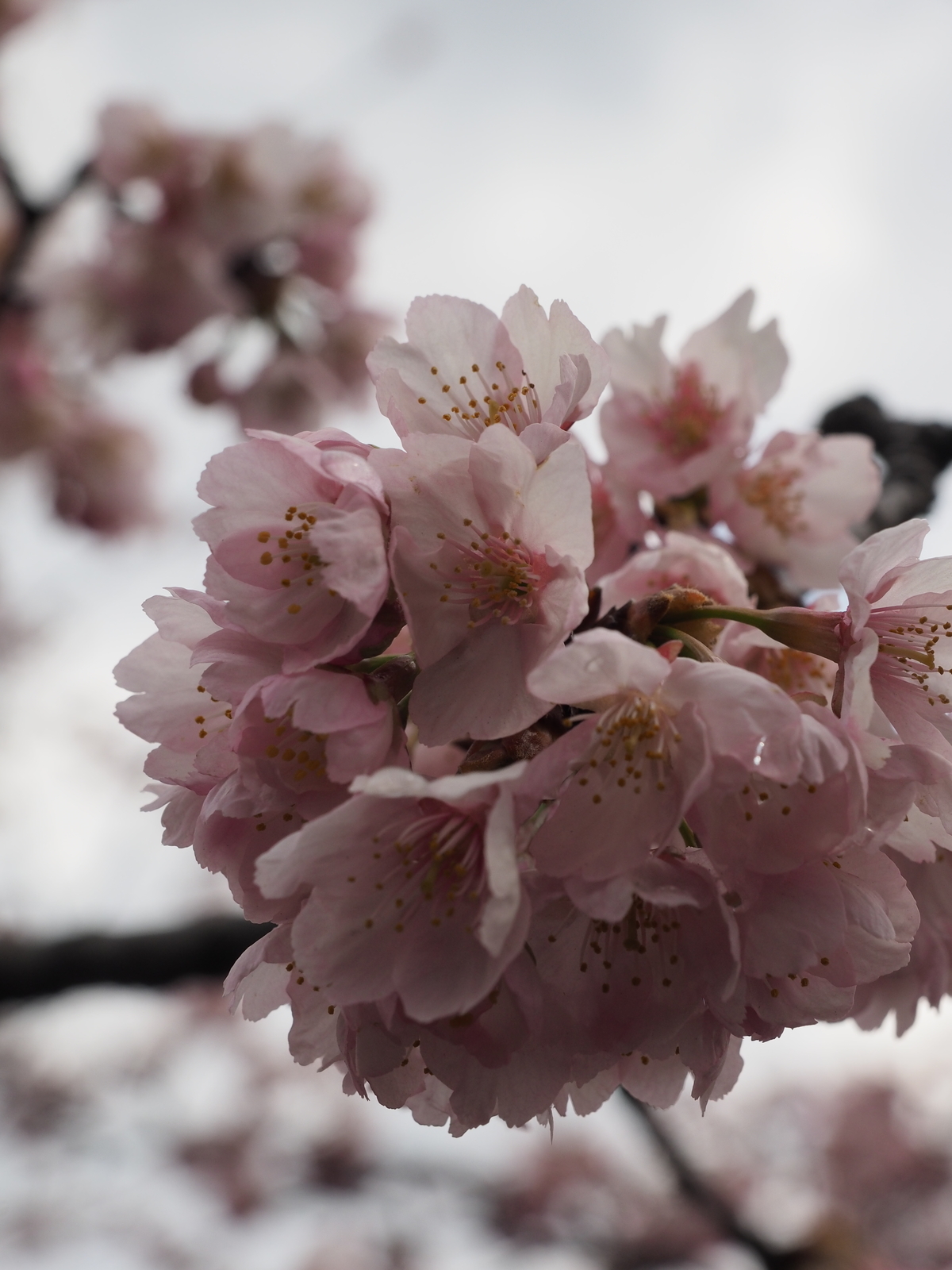 f:id:k10no3:20190324105208j:plain