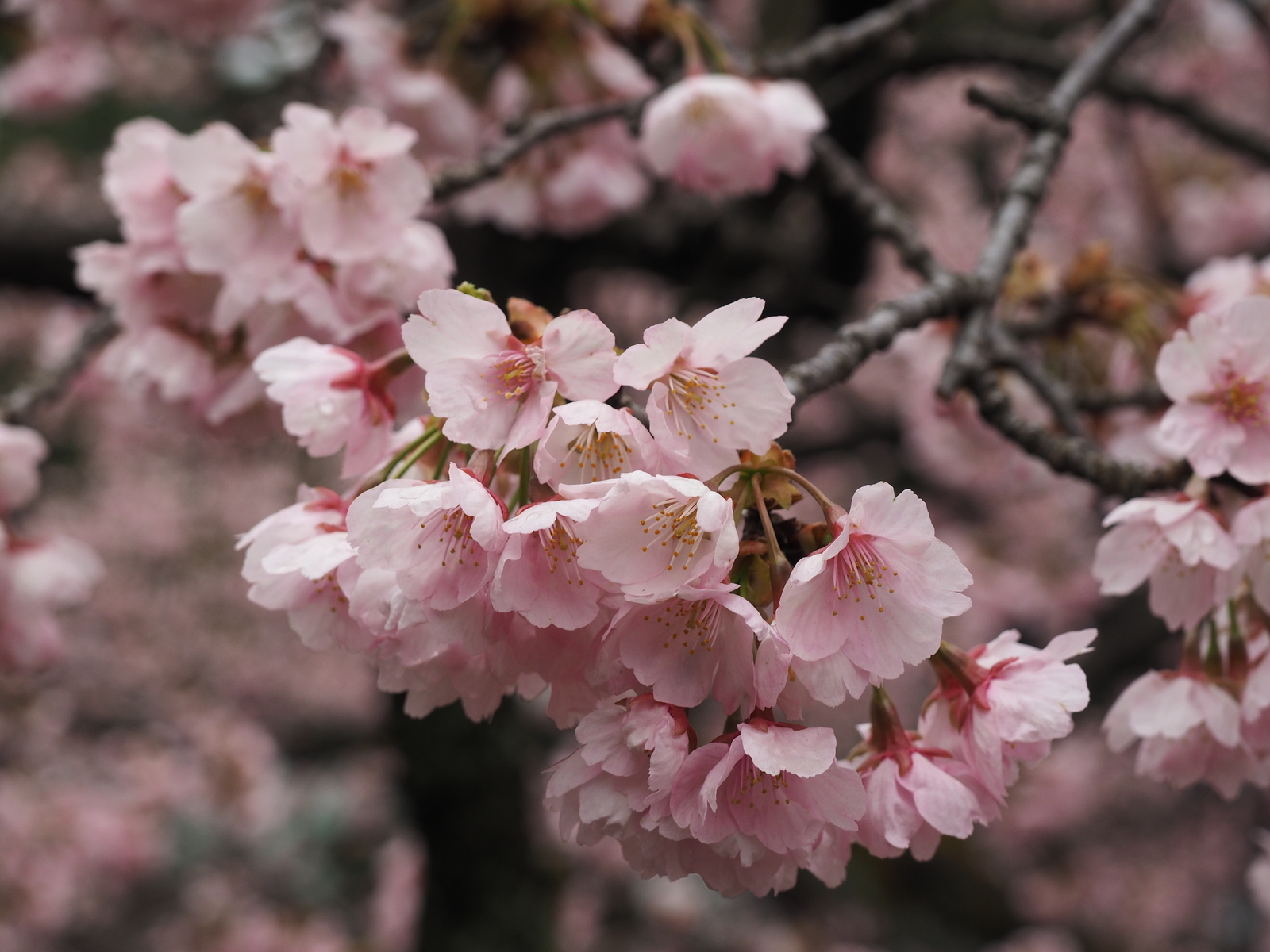 f:id:k10no3:20190324105558j:plain f:id:k10no3:20190324105558j:plain