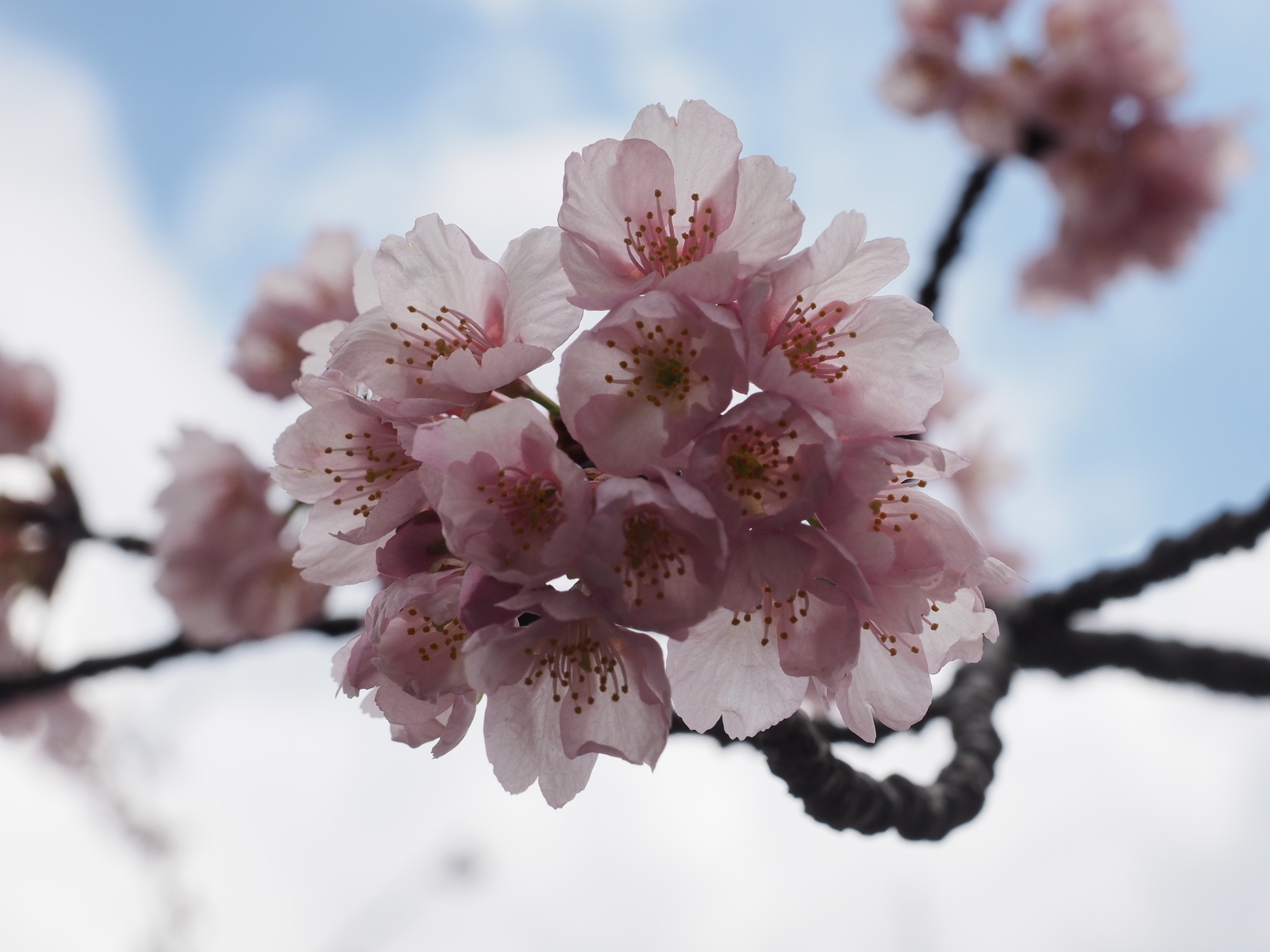 f:id:k10no3:20190324105618j:plain