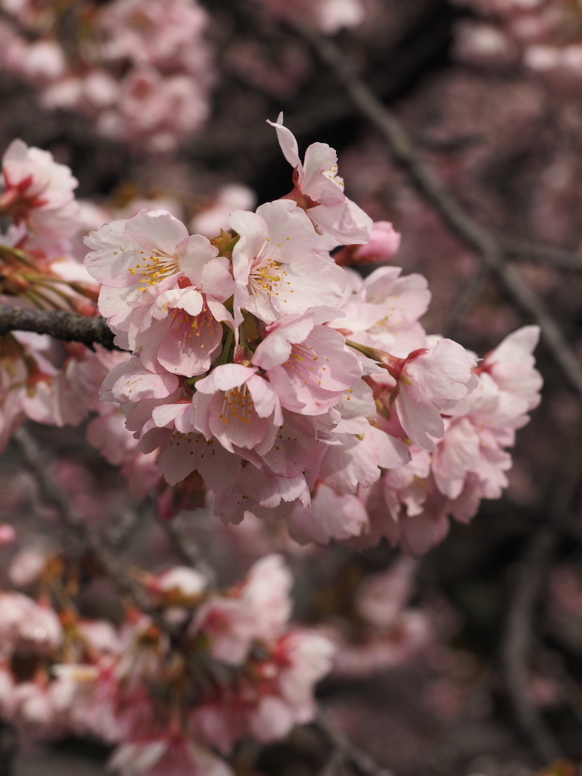 f:id:k10no3:20190324105916j:plain