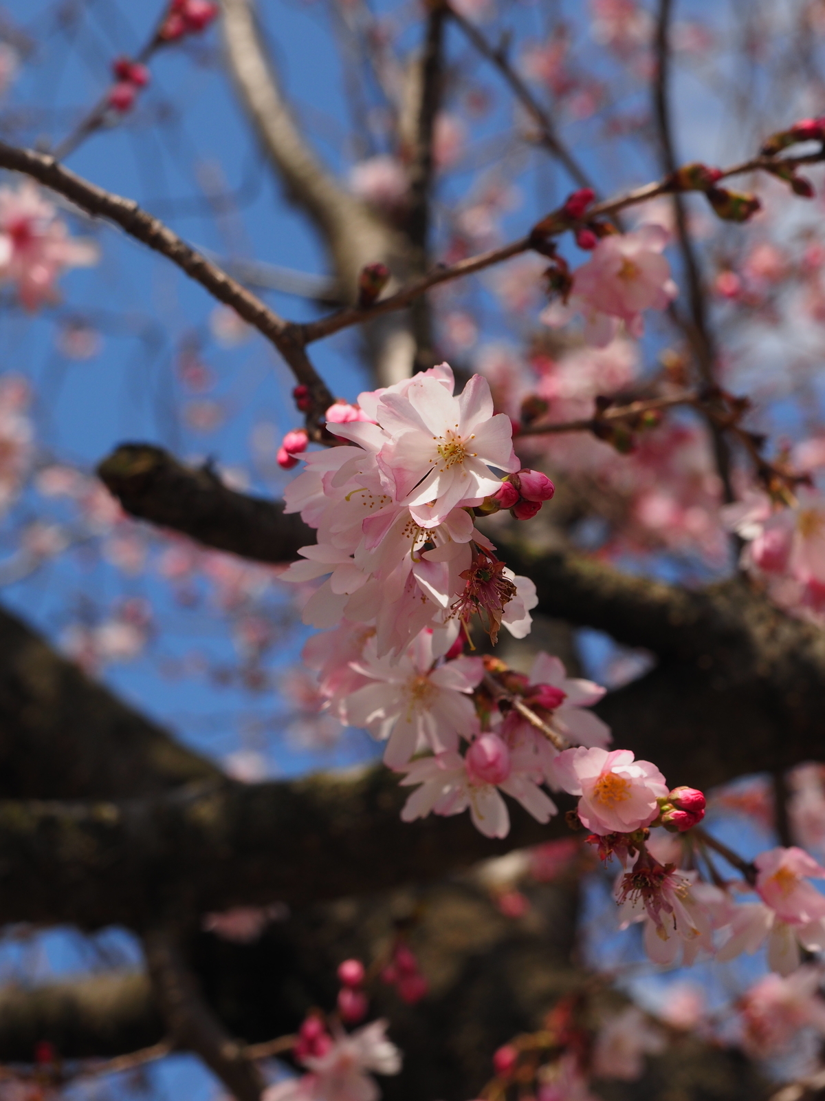 f:id:k10no3:20190324115957j:plain