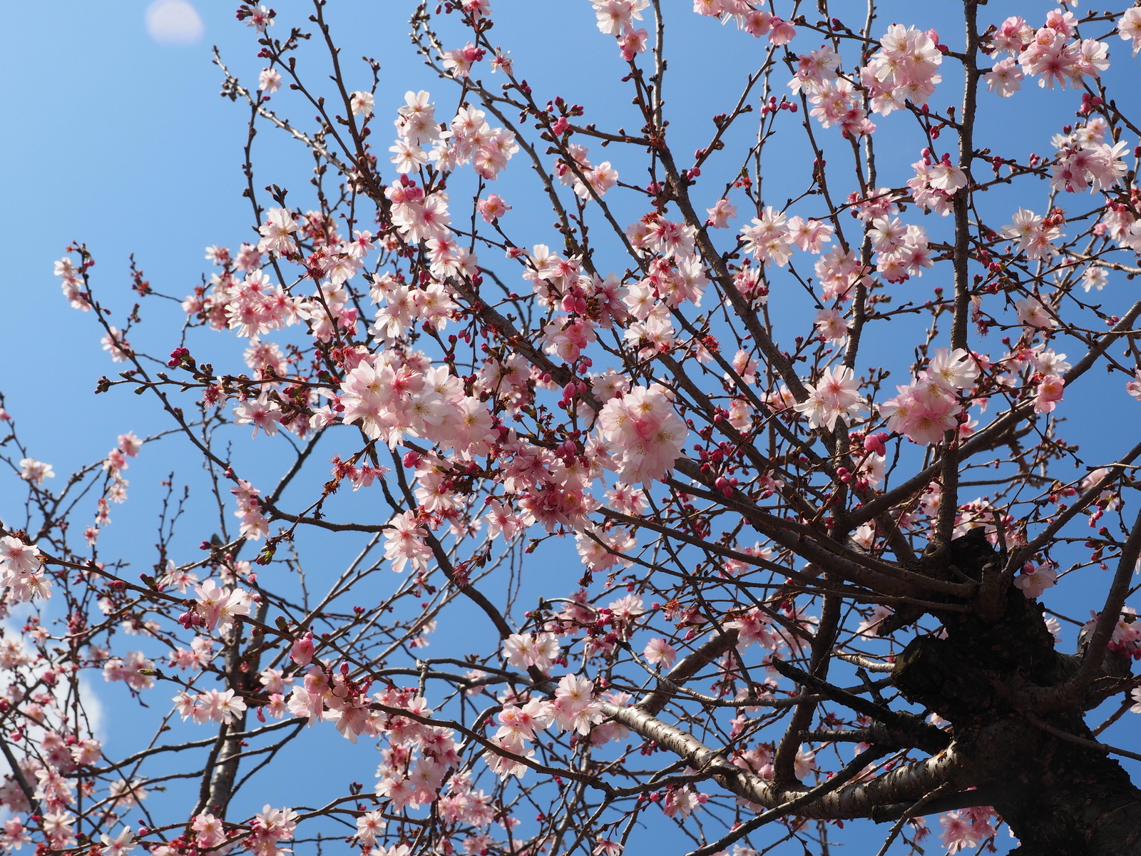 f:id:k10no3:20190324120109j:plain