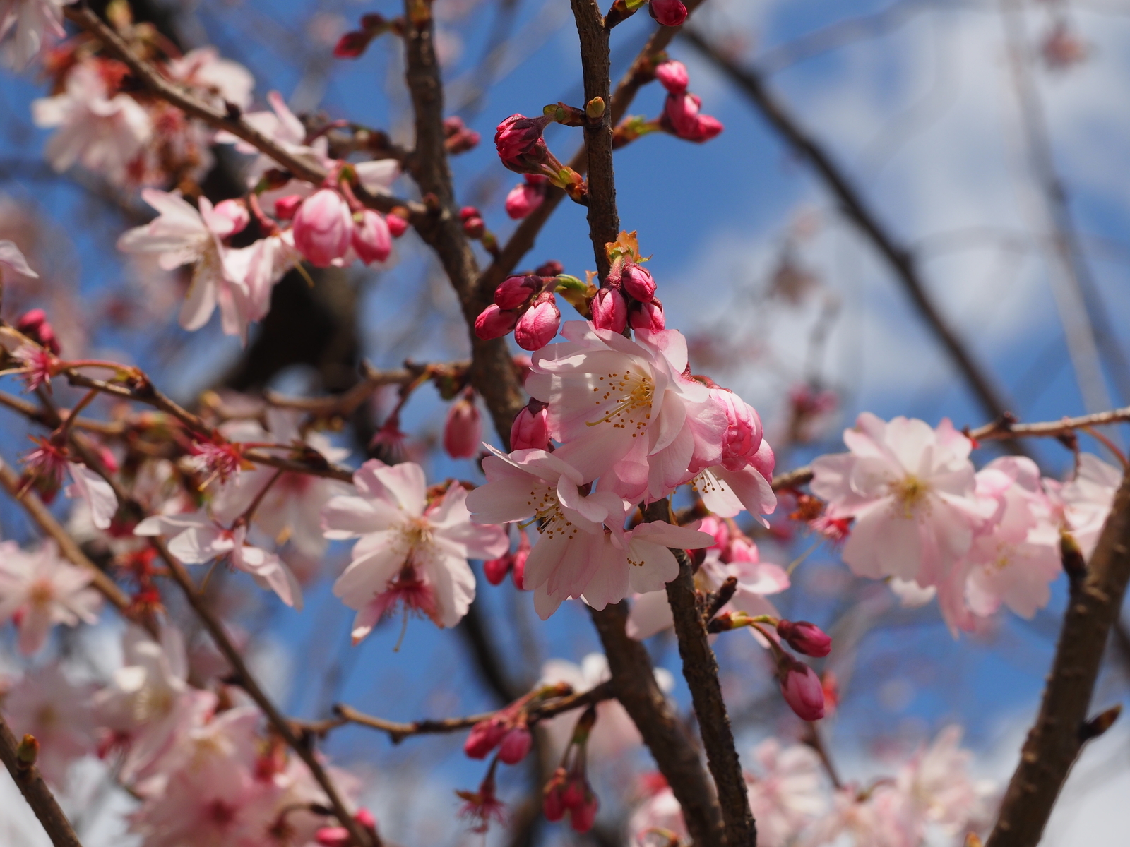 f:id:k10no3:20190324120202j:plain