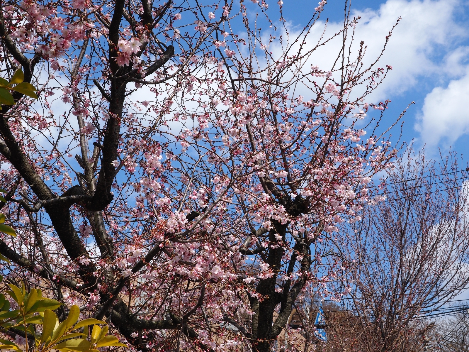 f:id:k10no3:20190324120230j:plain