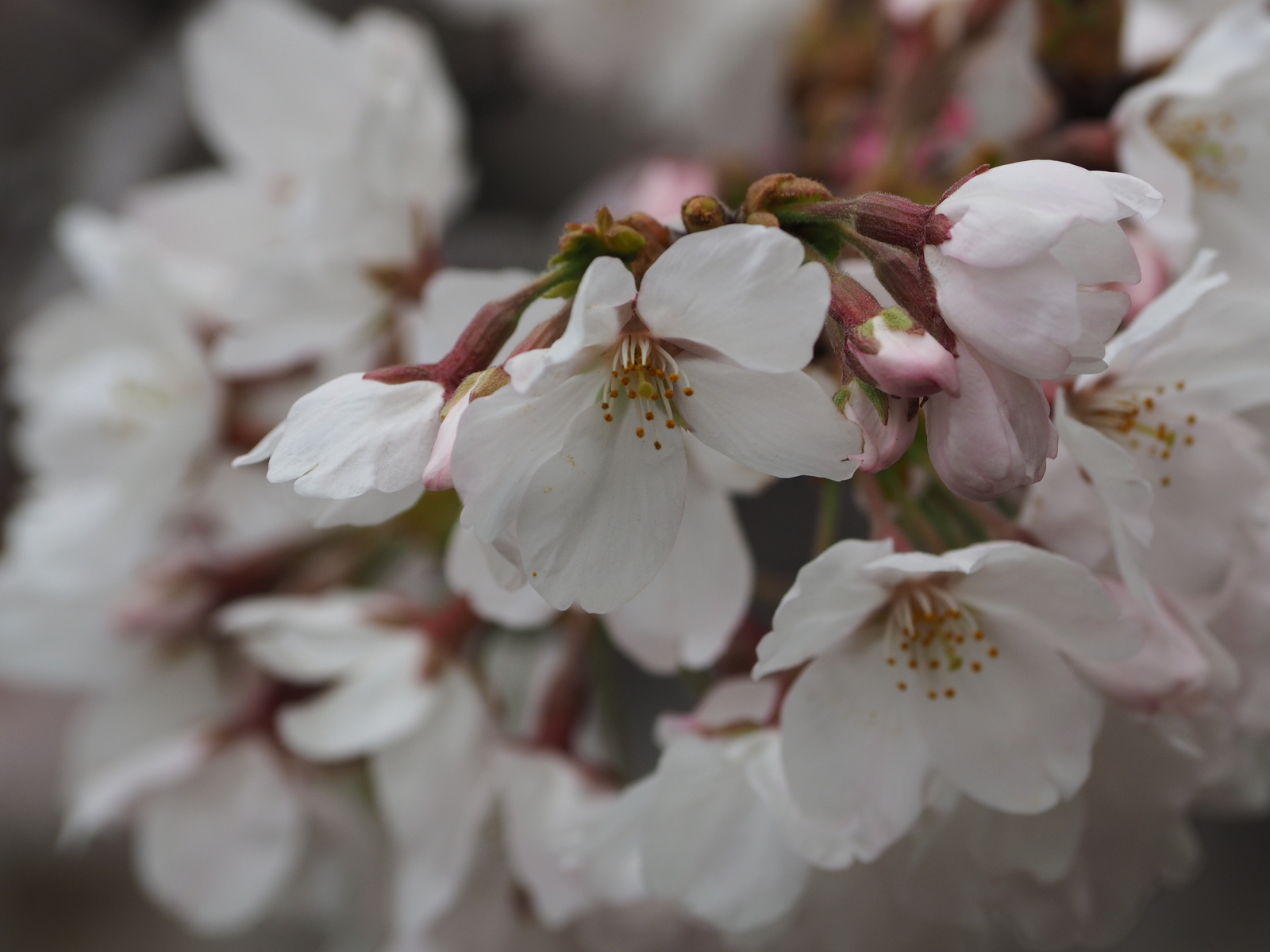 f:id:k10no3:20190331123128j:plain