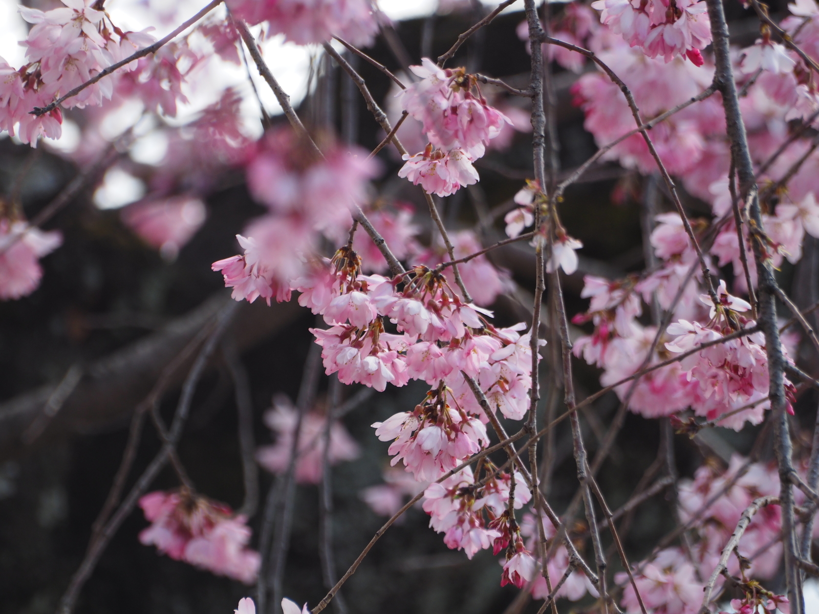 f:id:k10no3:20190331124225j:plain