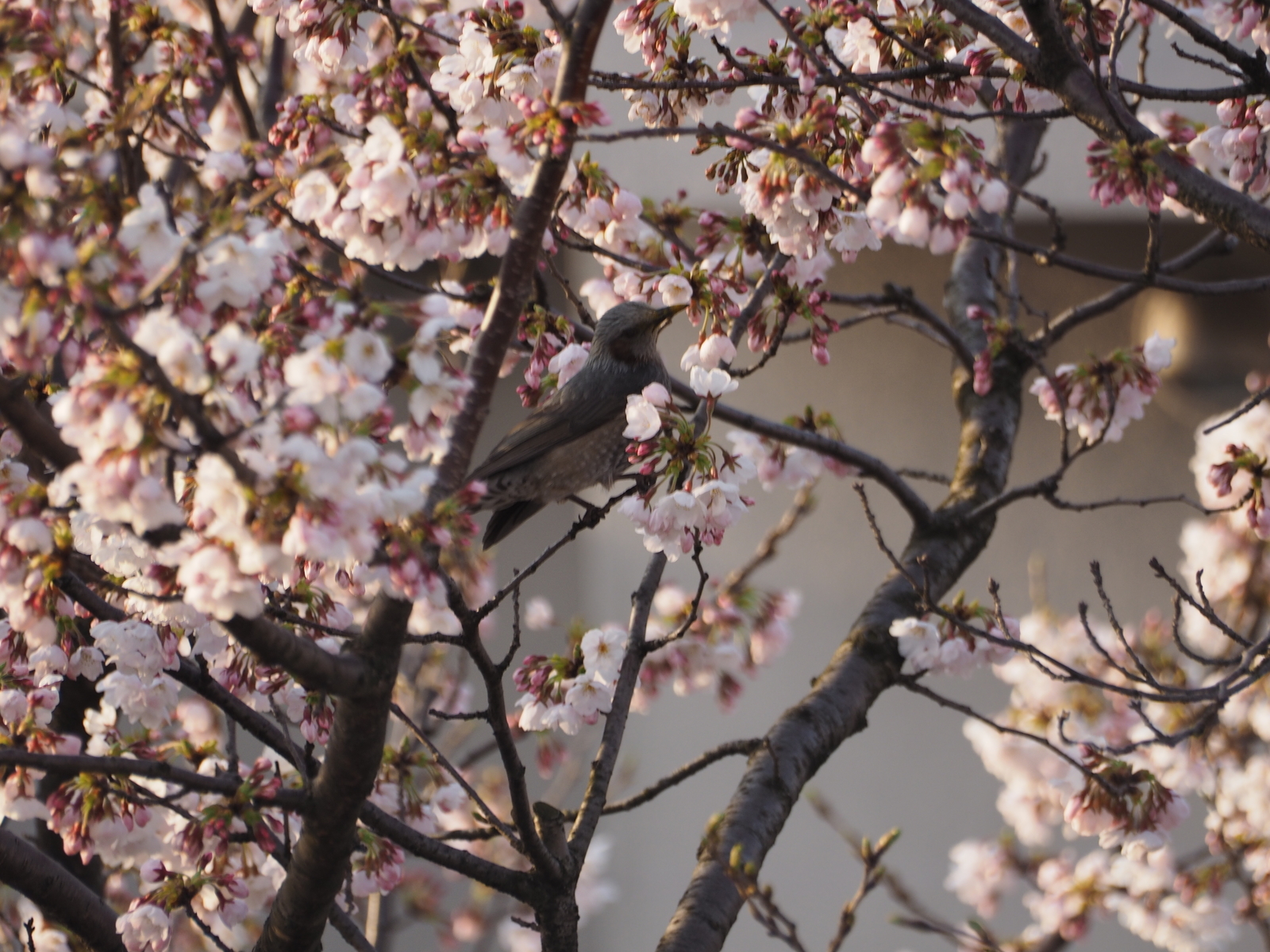 f:id:k10no3:20190405064020j:plain