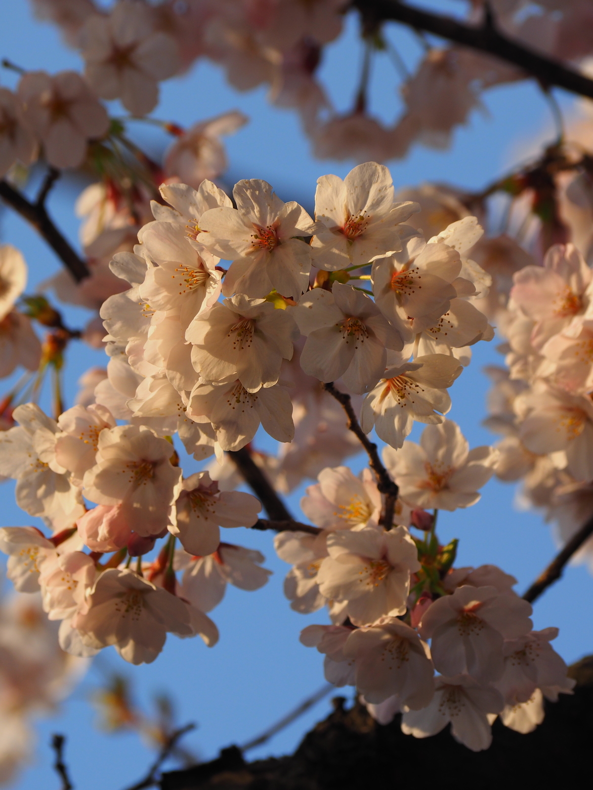 f:id:k10no3:20190405064624j:plain