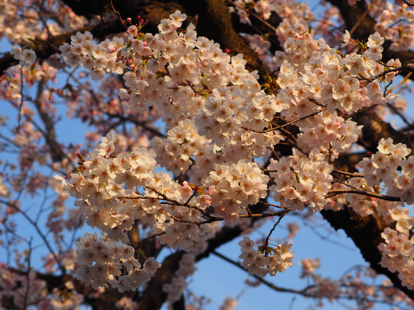 f:id:k10no3:20190405064751j:plain
