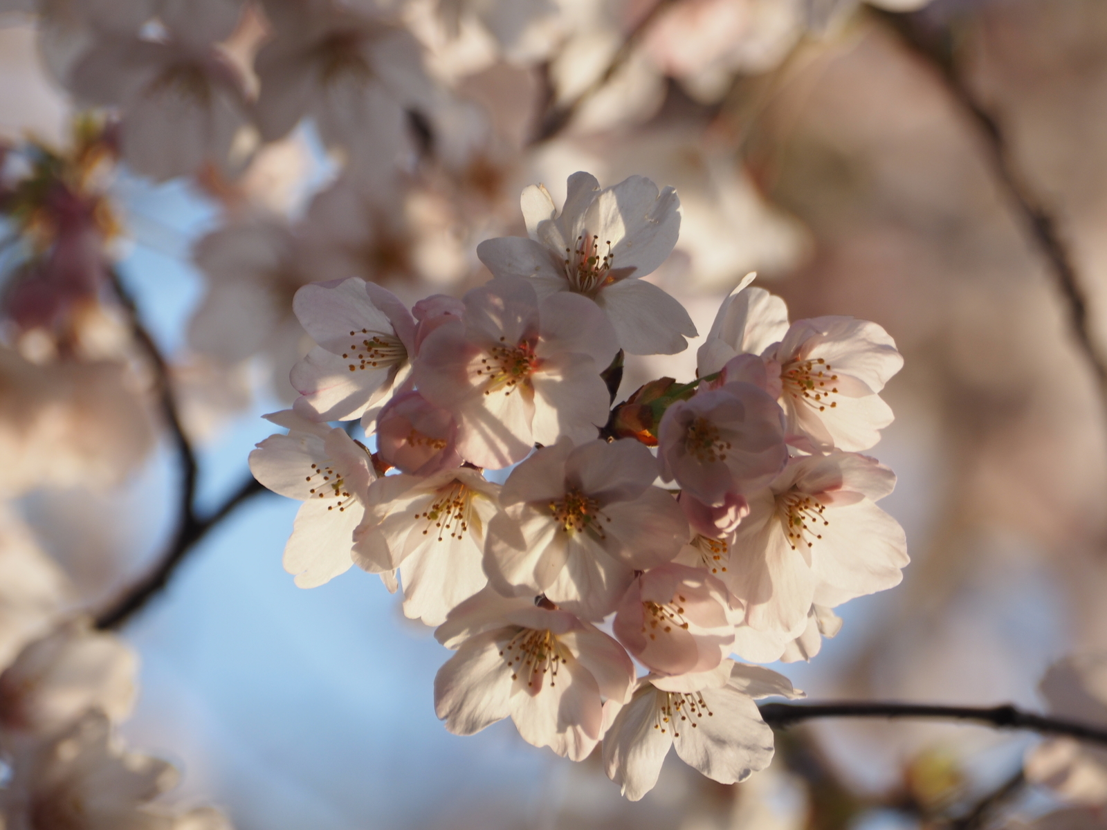 f:id:k10no3:20190405064925j:plain