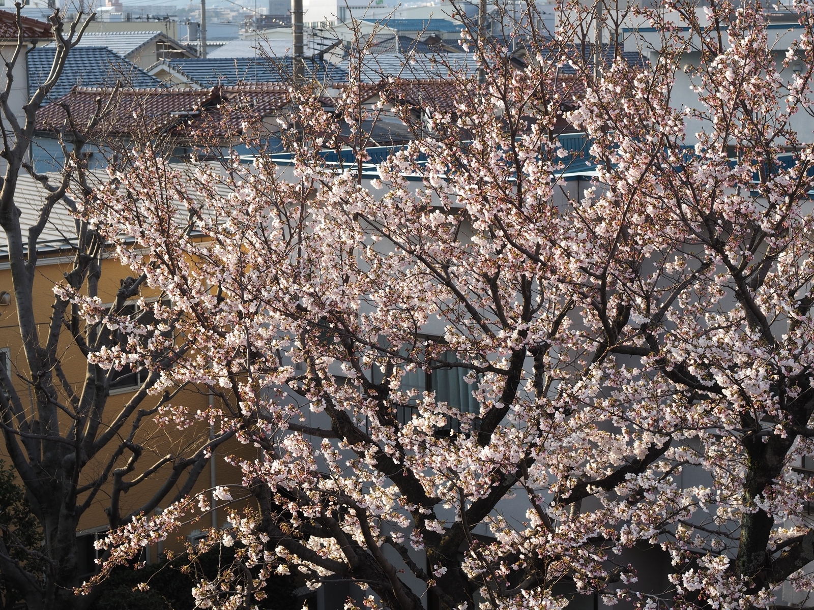 f:id:k10no3:20190405065512j:plain