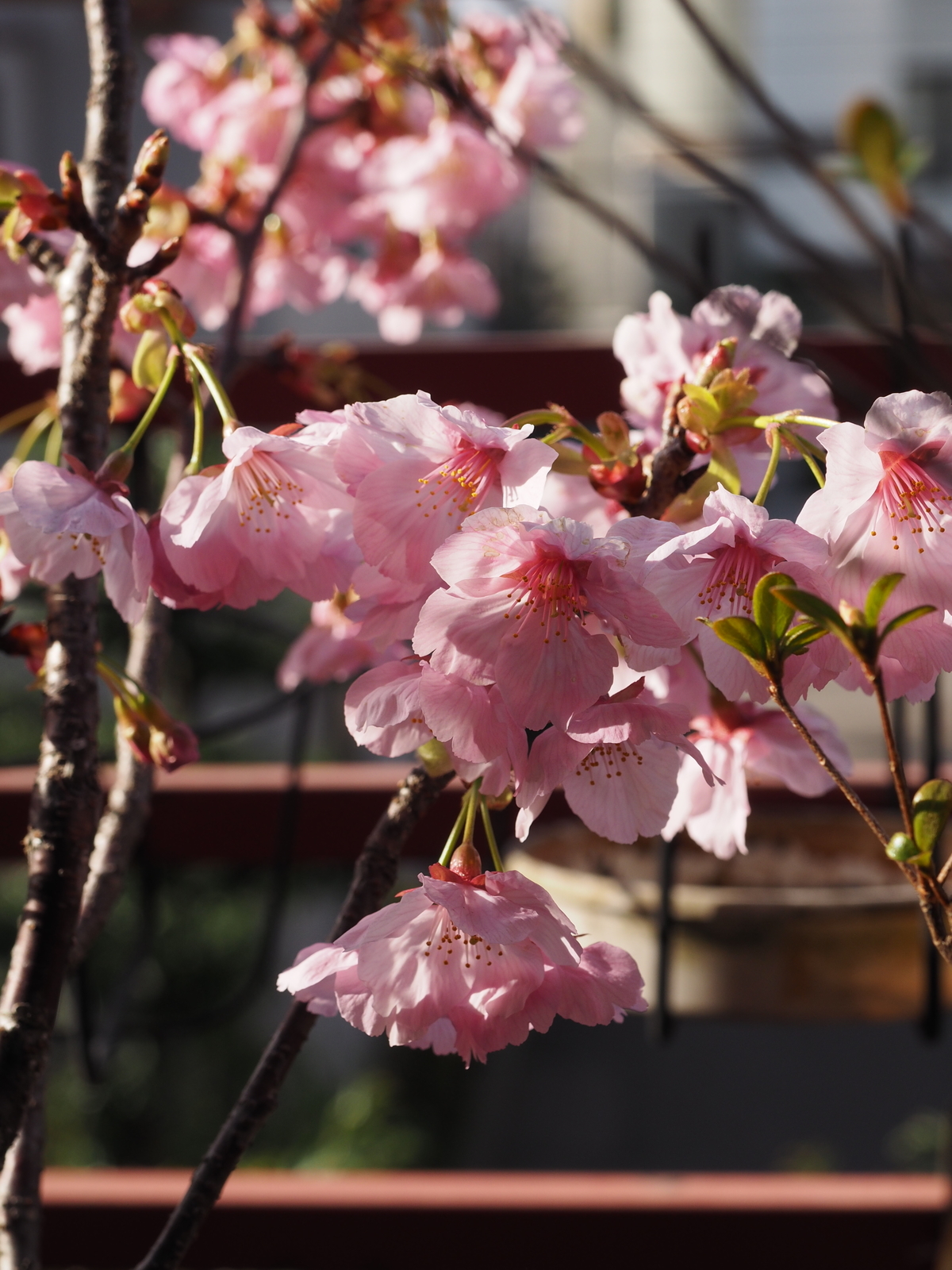 f:id:k10no3:20190406073553j:plain
