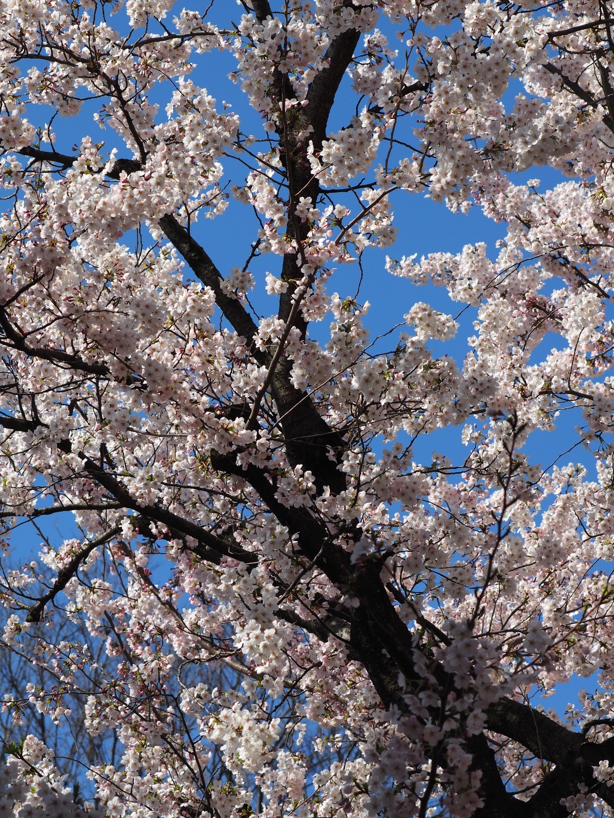 f:id:k10no3:20190406083159j:plain