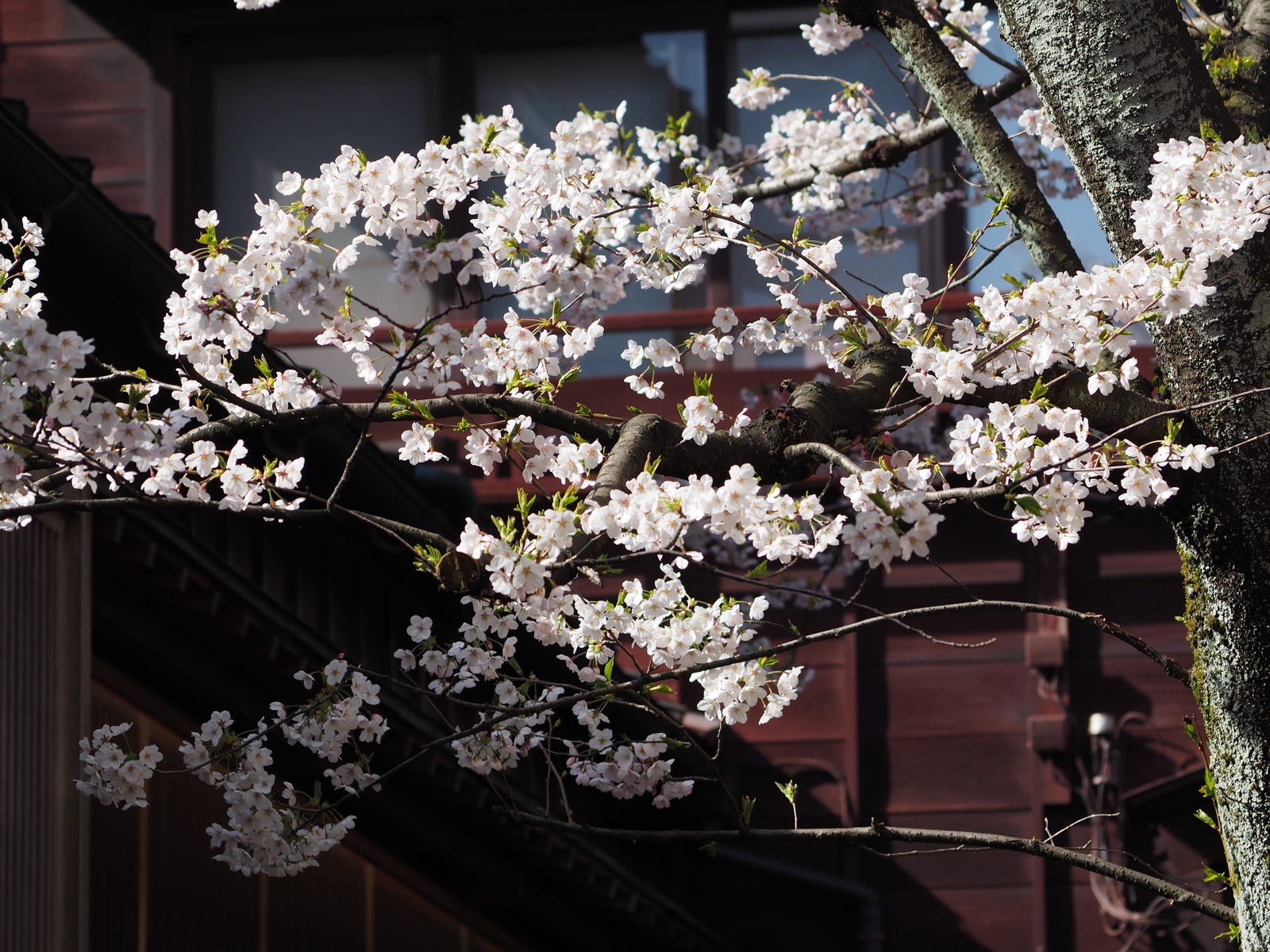 f:id:k10no3:20190406083312j:plain