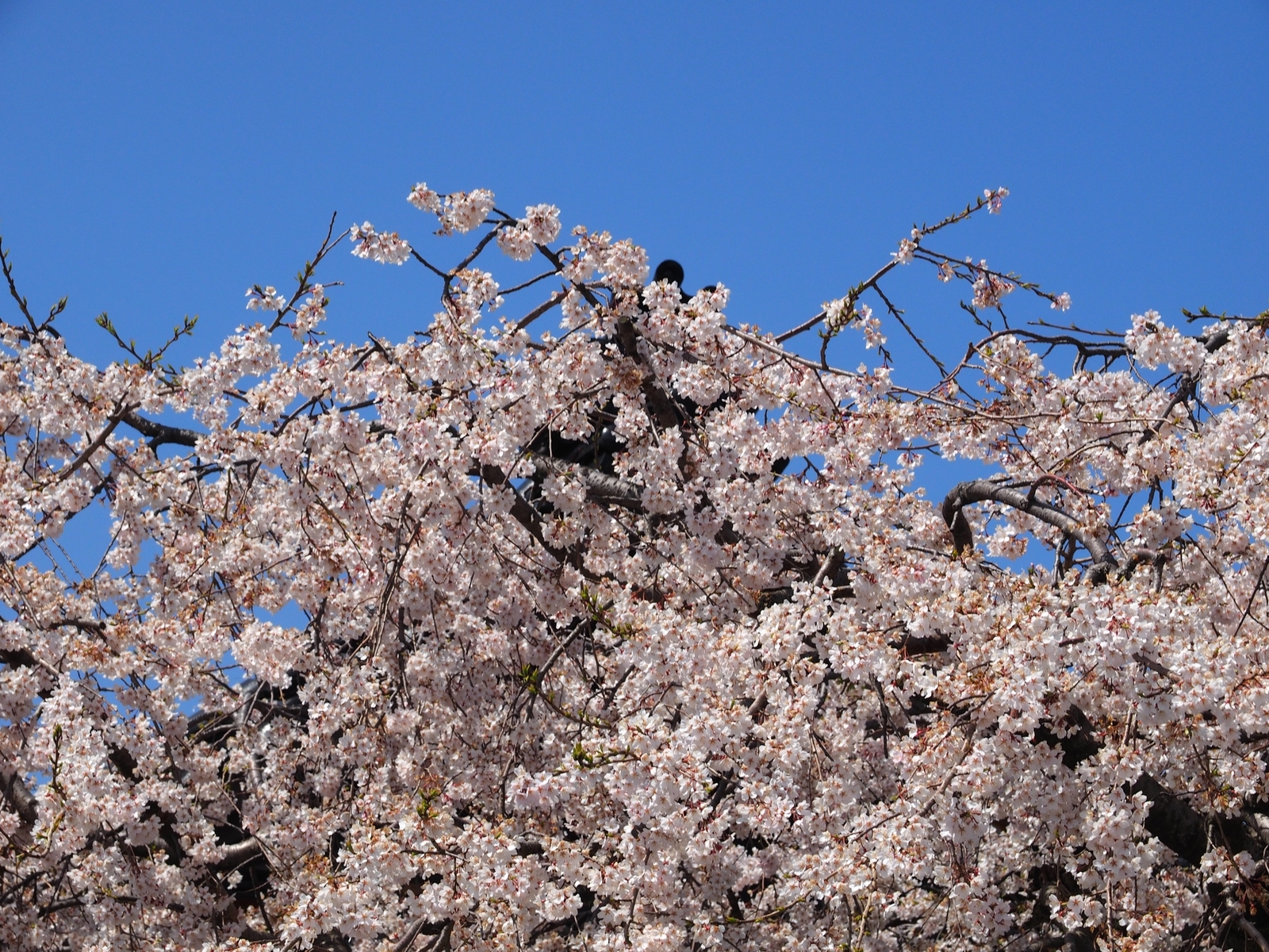 f:id:k10no3:20190406125133j:plain f:id:k10no3:20190406125133j:plain