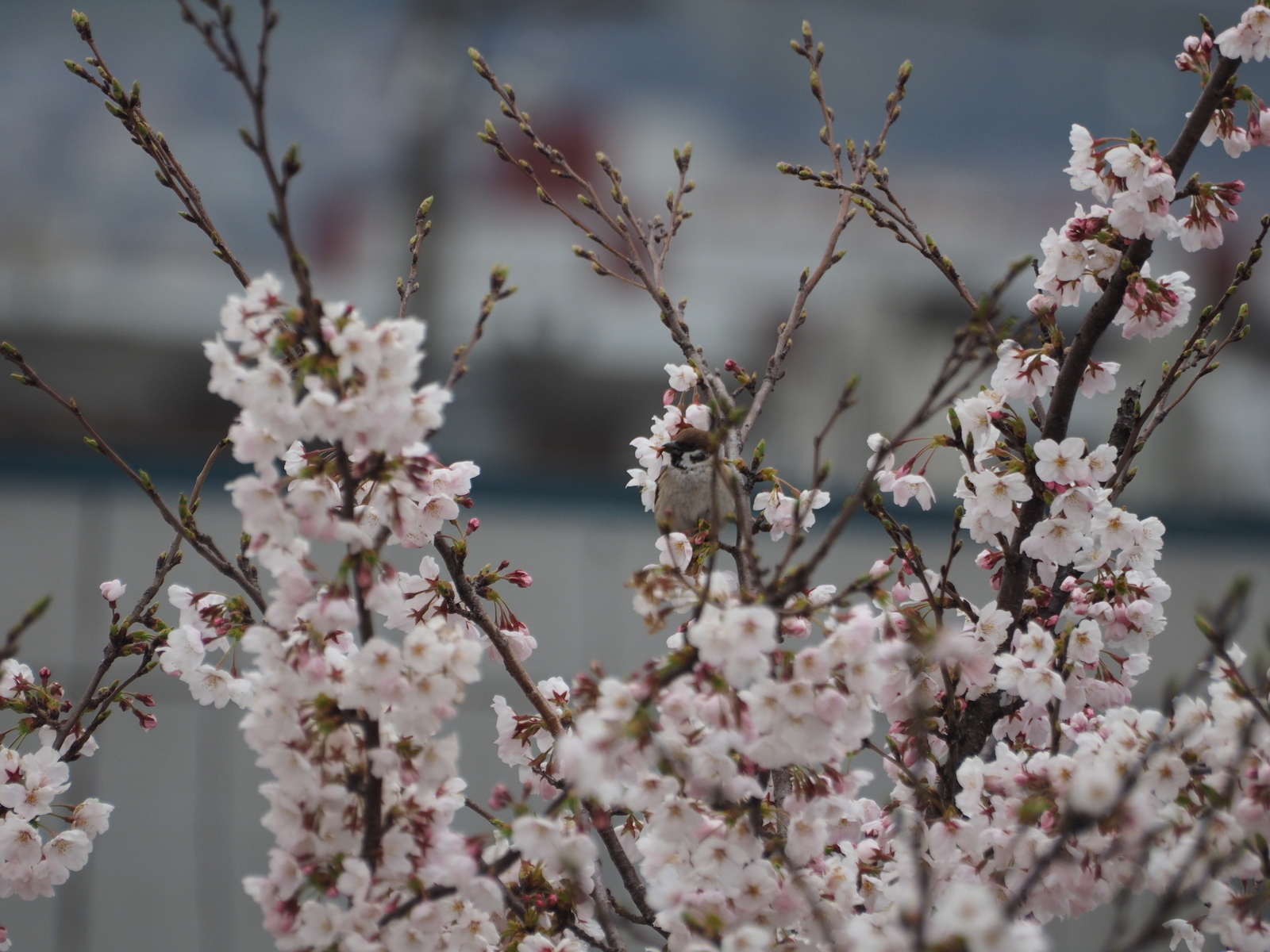 f:id:k10no3:20190407081834j:plain