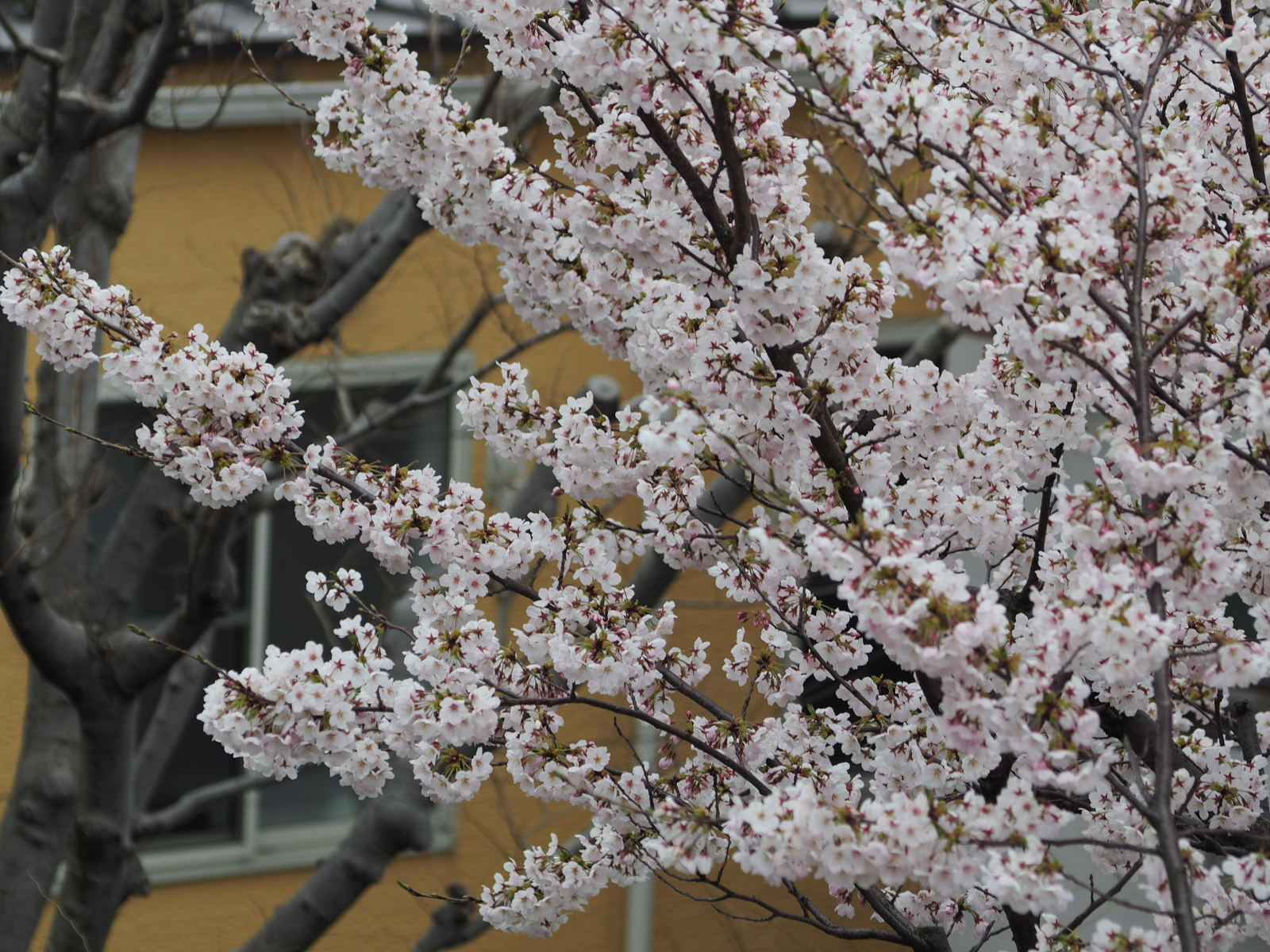 f:id:k10no3:20190407081958j:plain