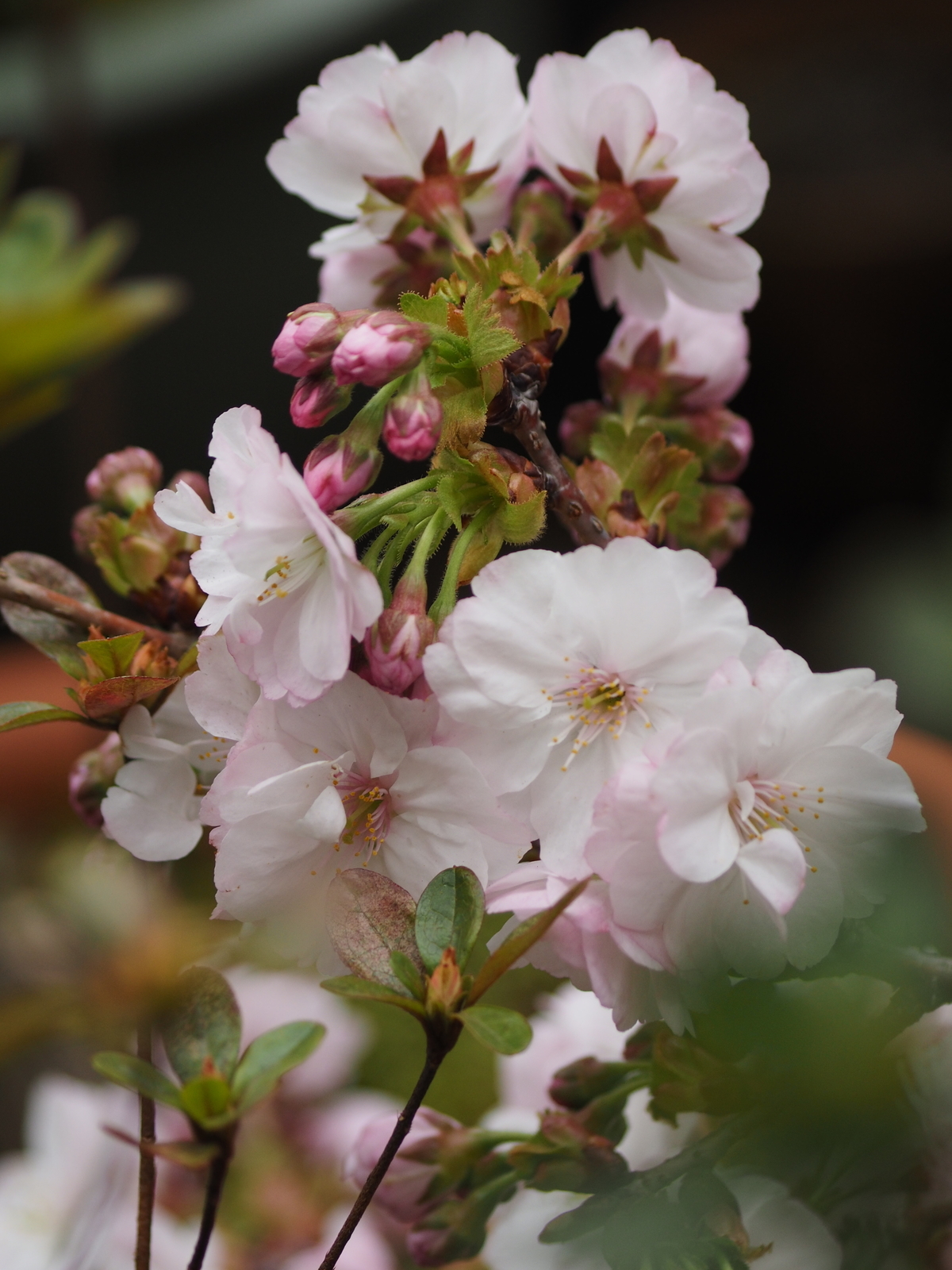 f:id:k10no3:20190407082437j:plain
