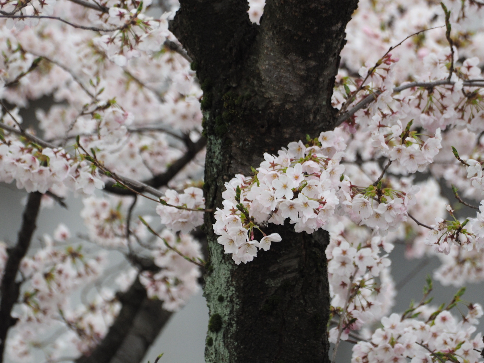 f:id:k10no3:20190407082501j:plain