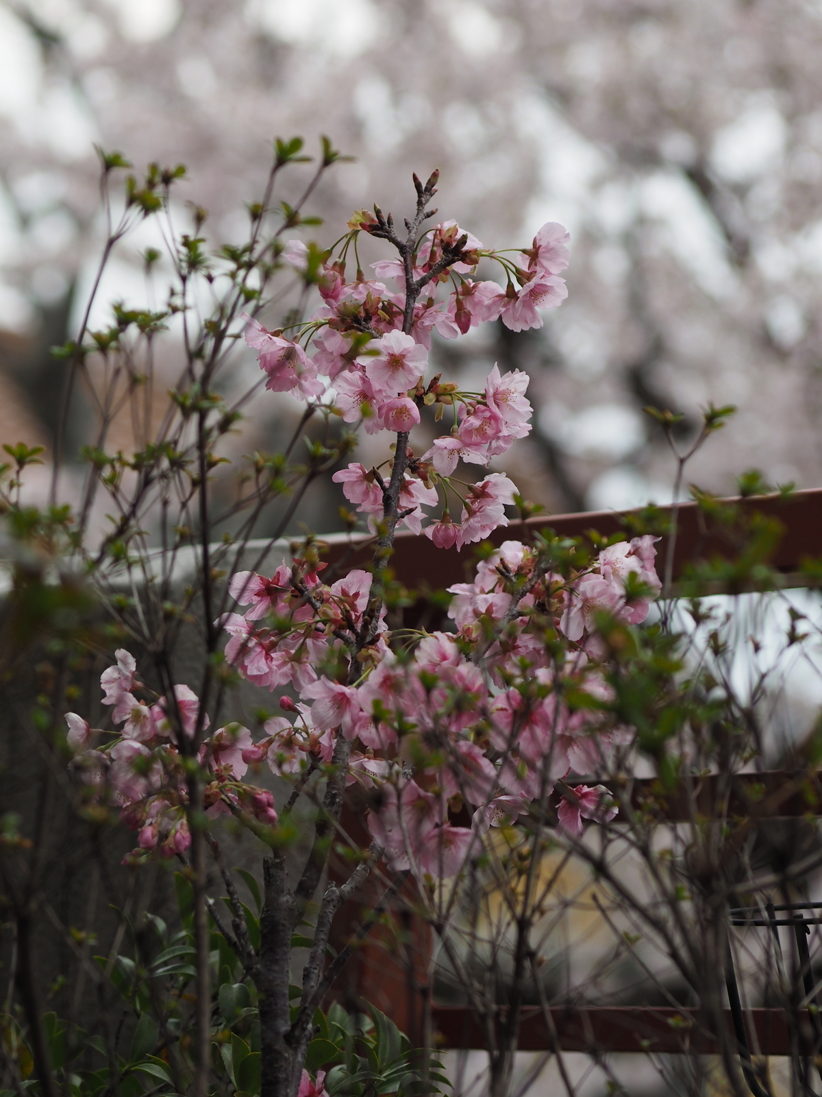 f:id:k10no3:20190407082547j:plain