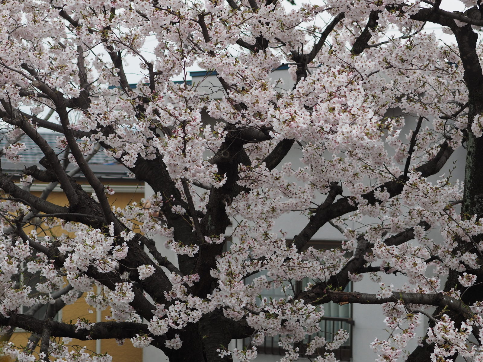 f:id:k10no3:20190407082633j:plain