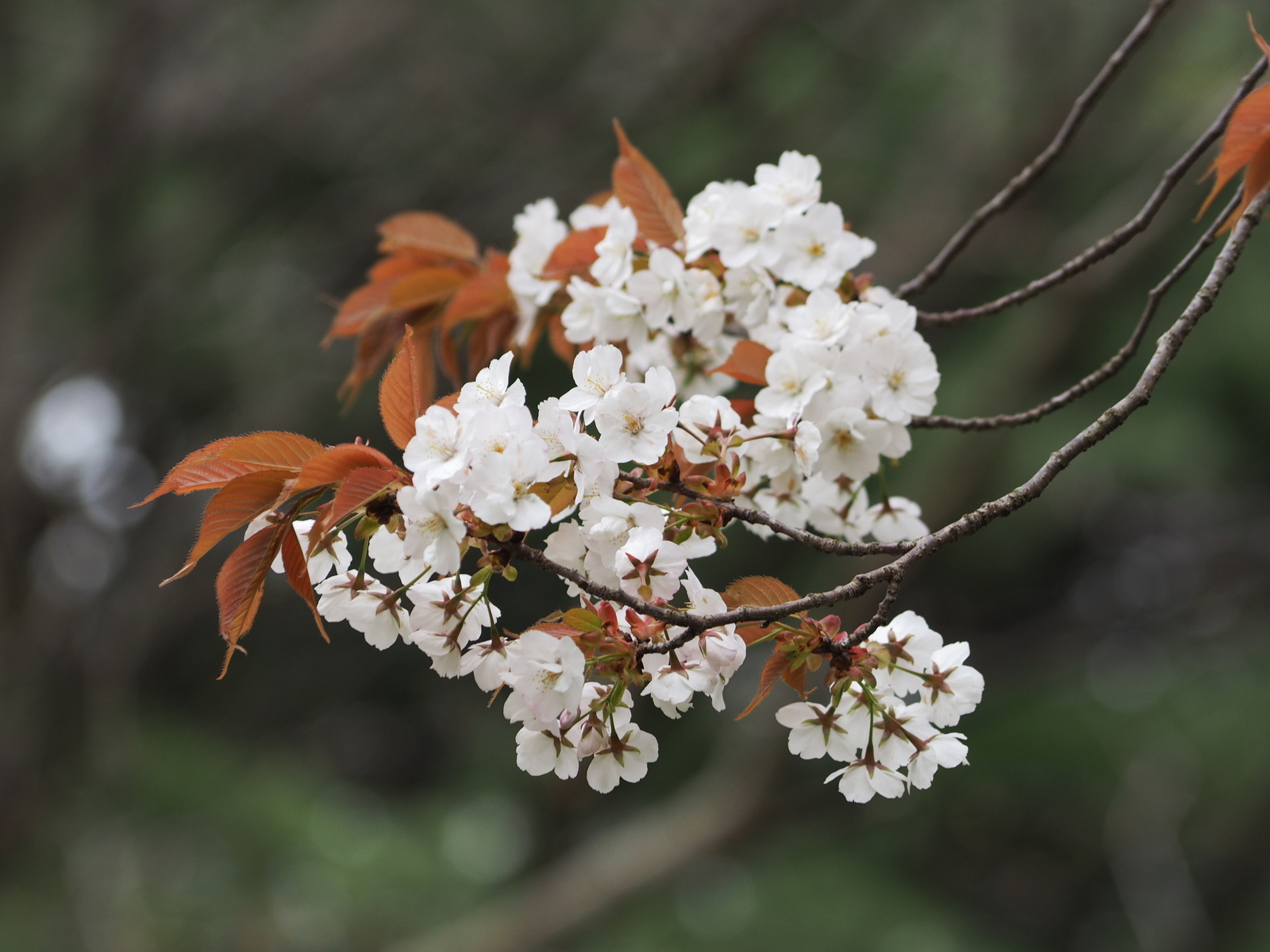 f:id:k10no3:20190414110221j:plain f:id:k10no3:20190414110221j:plain