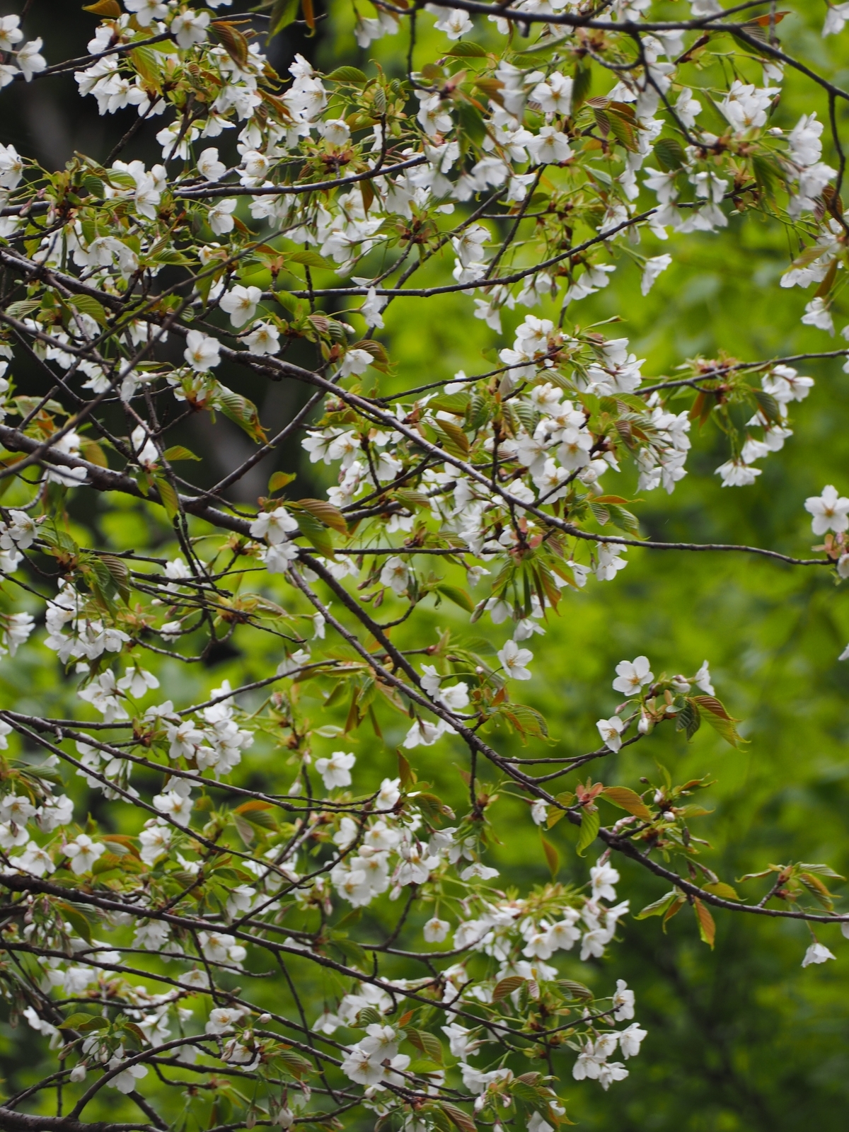 f:id:k10no3:20190414110659j:plain f:id:k10no3:20190414110659j:plain