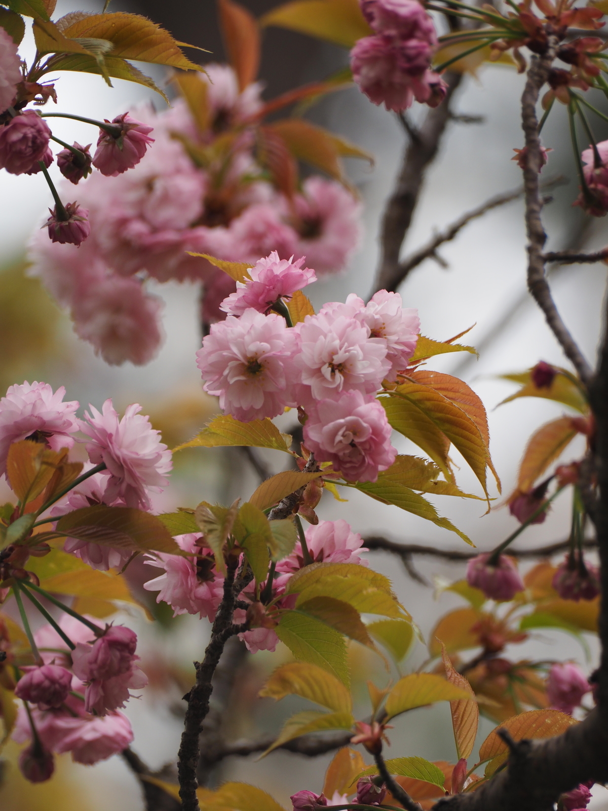 f:id:k10no3:20190414112221j:plain f:id:k10no3:20190414112221j:plain