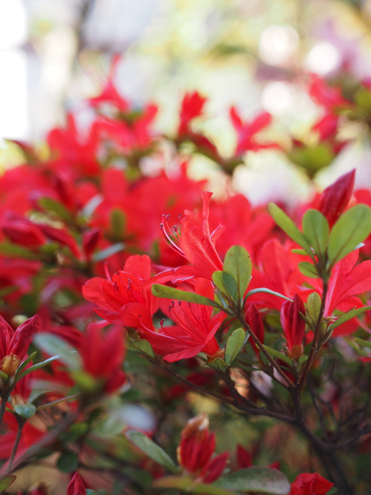 鉢植えの「のときりしまツツジ」咲きだしました（笑） - 金沢