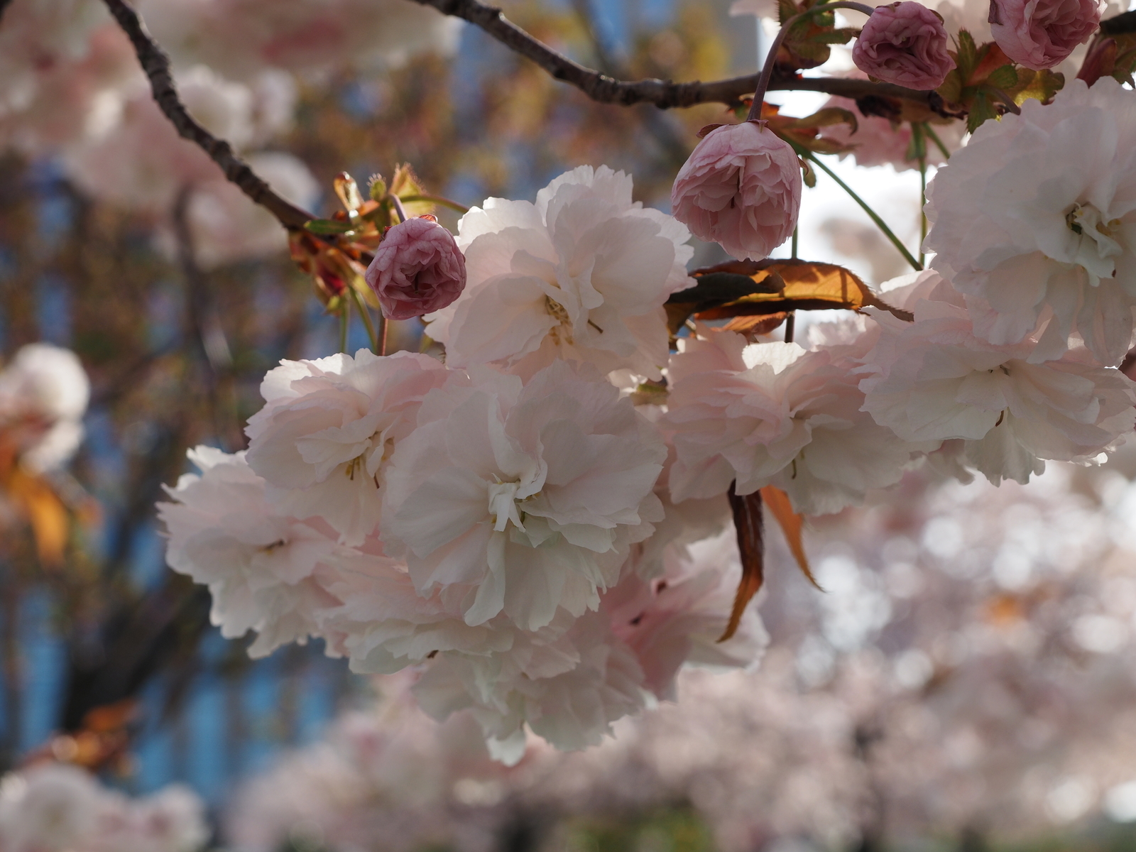 f:id:k10no3:20190423071932j:plain