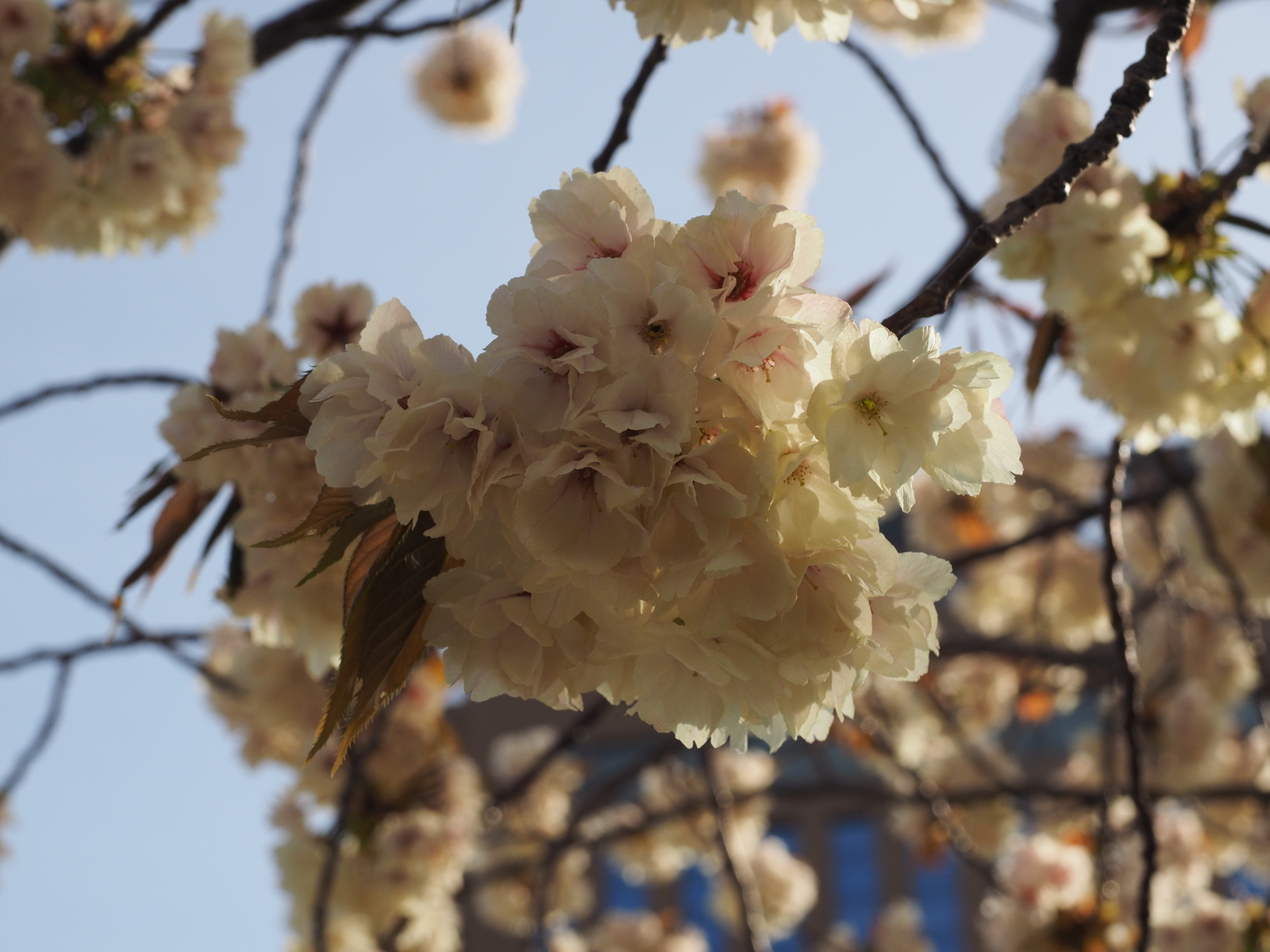f:id:k10no3:20190423072045j:plain