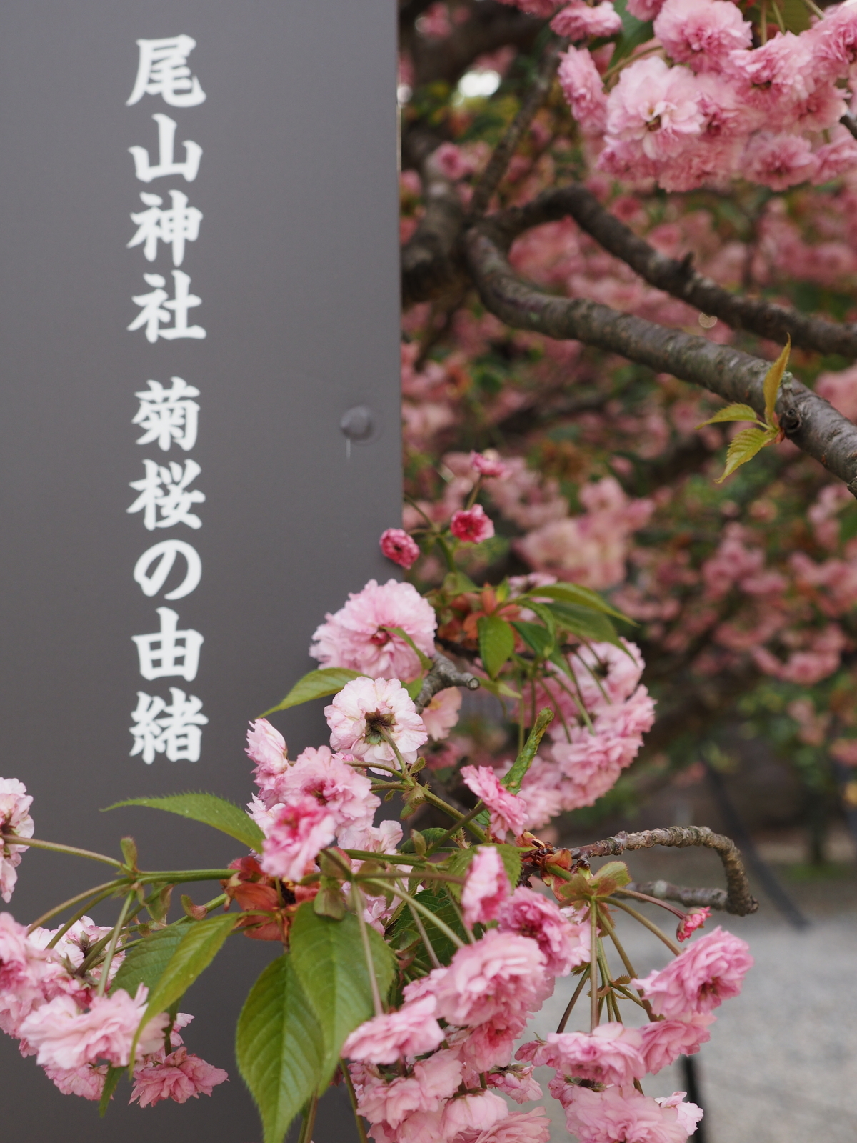 f:id:k10no3:20190428075126j:plain