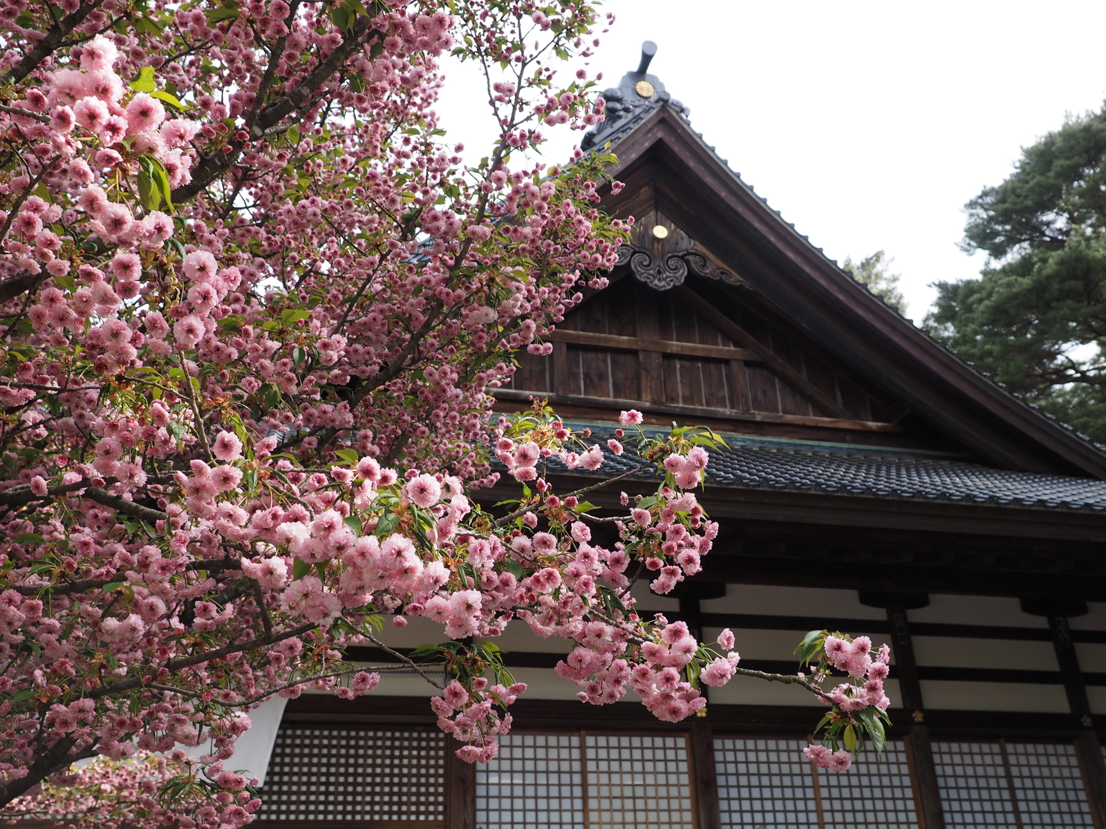 f:id:k10no3:20190428075151j:plain f:id:k10no3:20190428075151j:plain