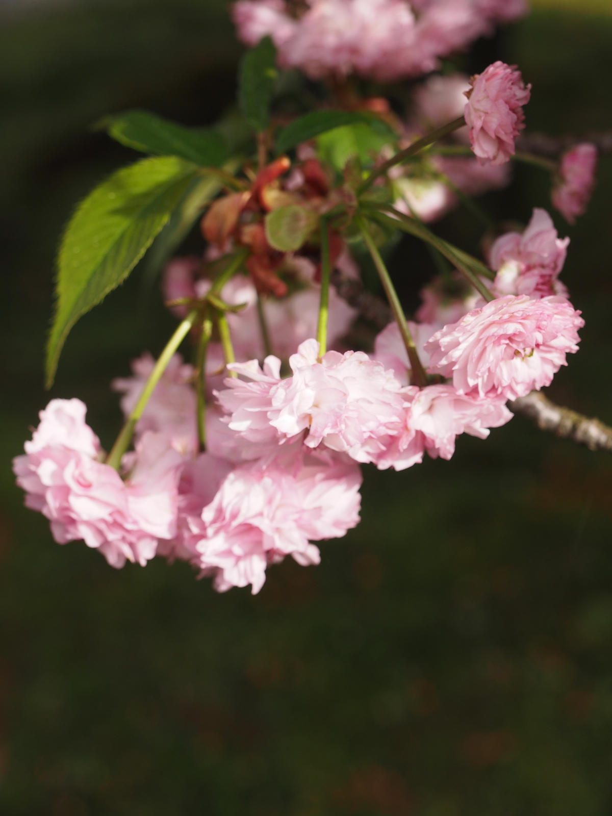 f:id:k10no3:20190428075458j:plain