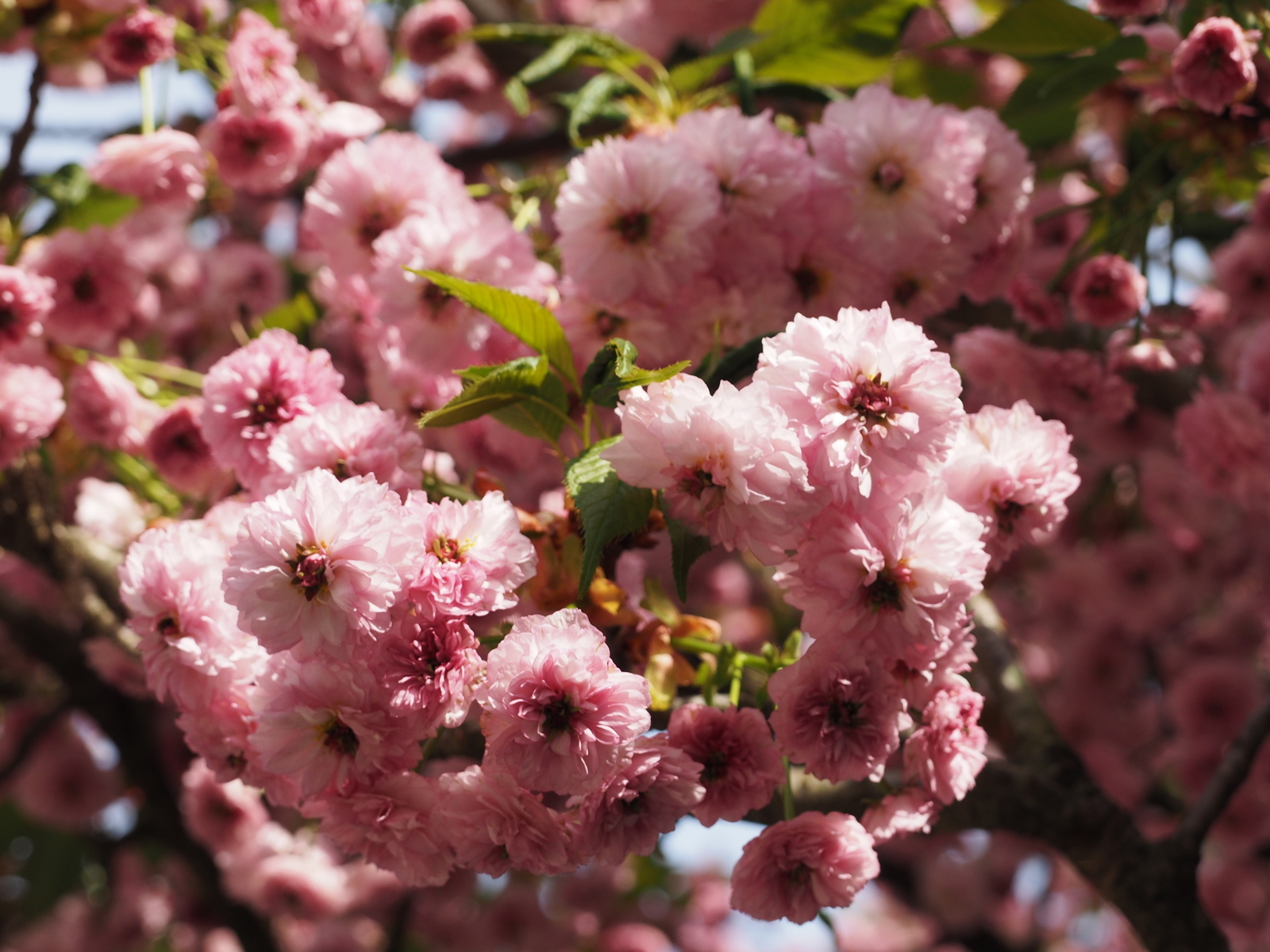 f:id:k10no3:20190428075809j:plain