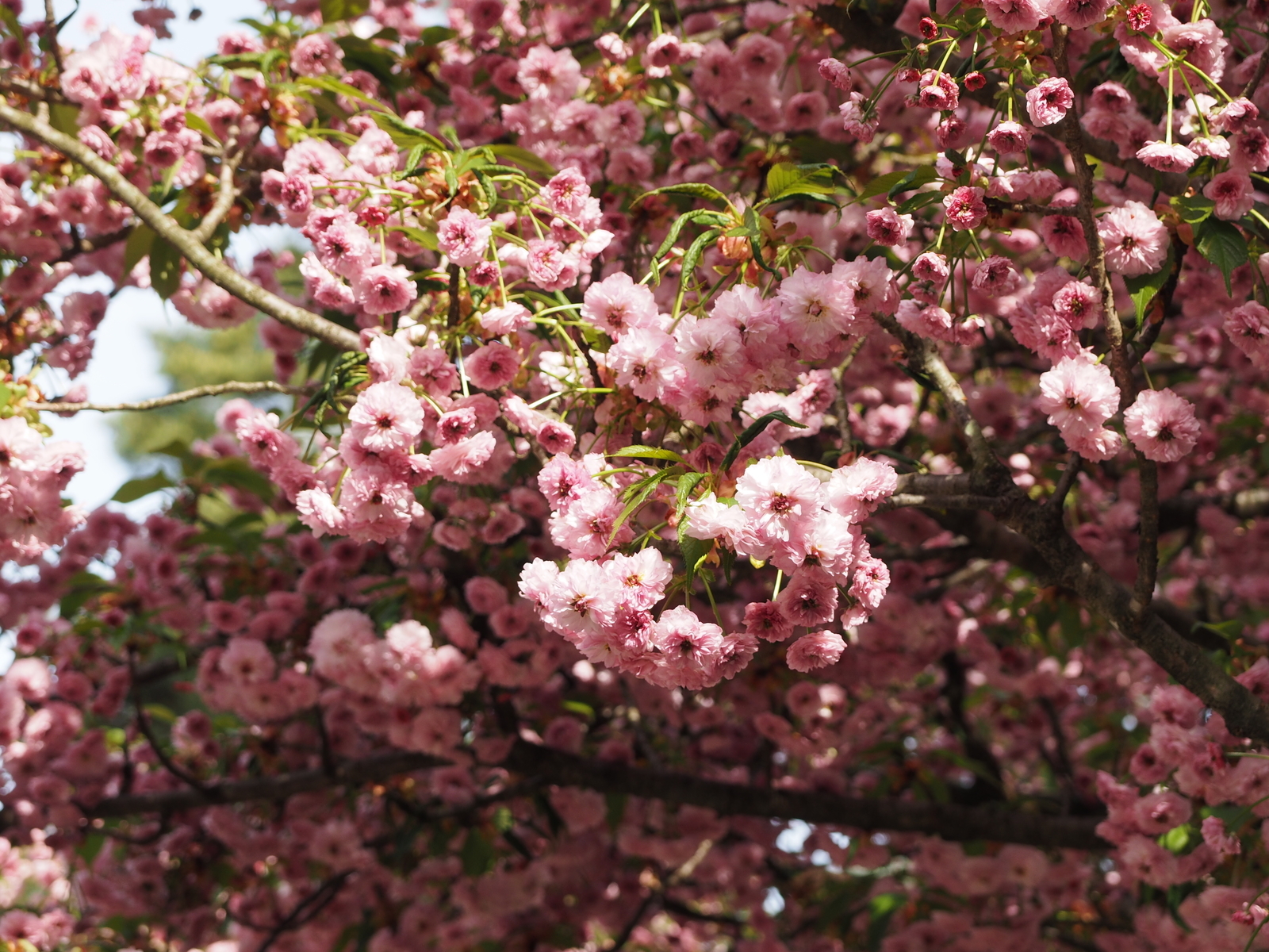 f:id:k10no3:20190428075825j:plain