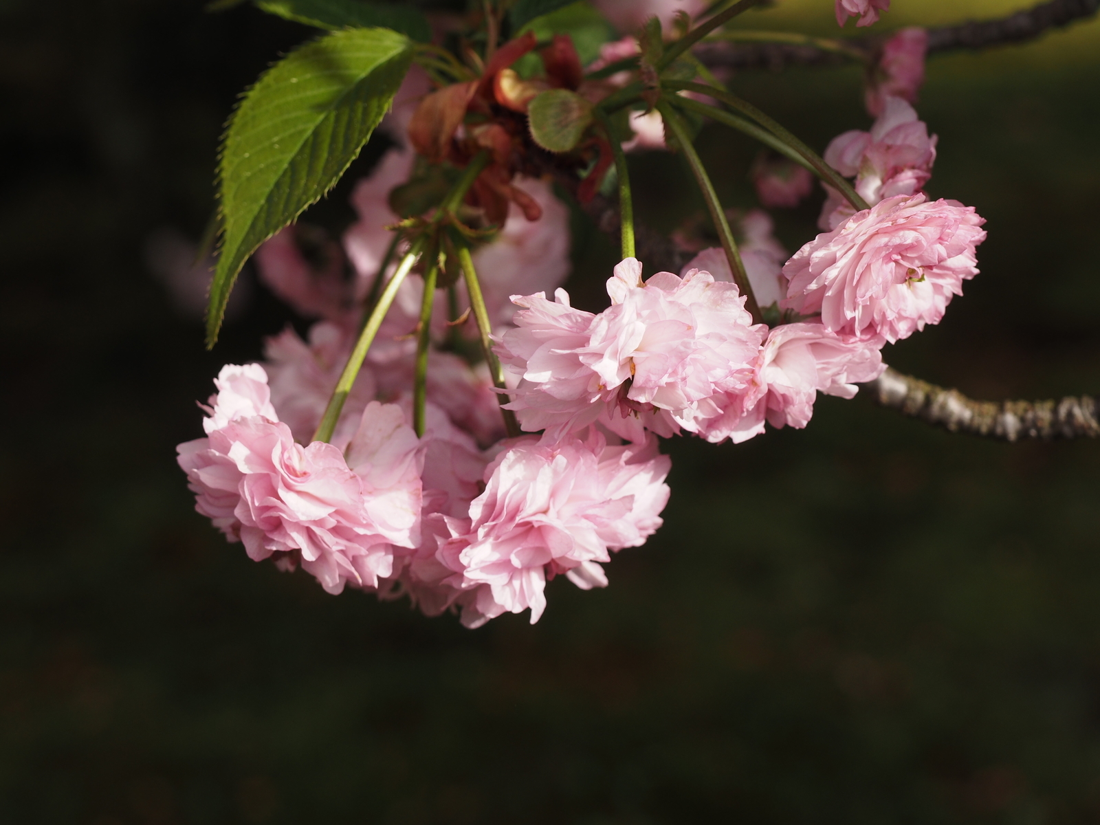 f:id:k10no3:20190428075838j:plain