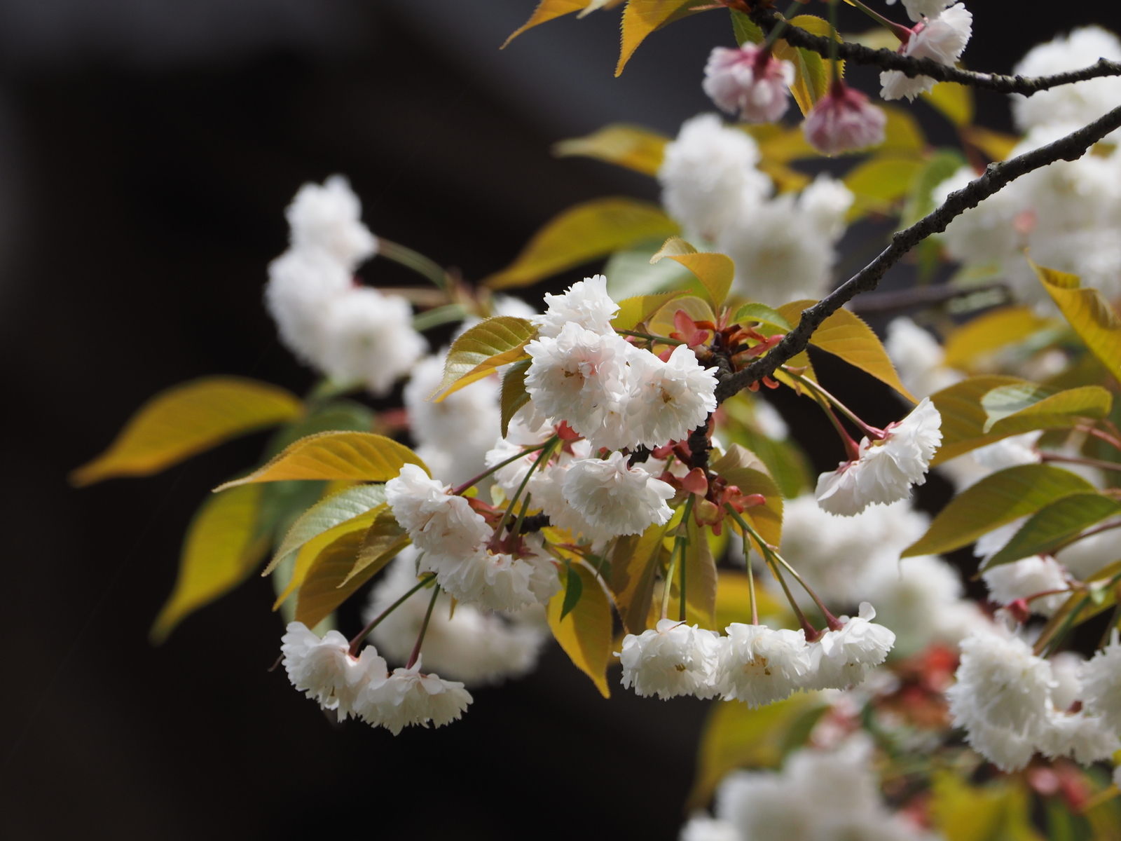 f:id:k10no3:20190428121936j:plain