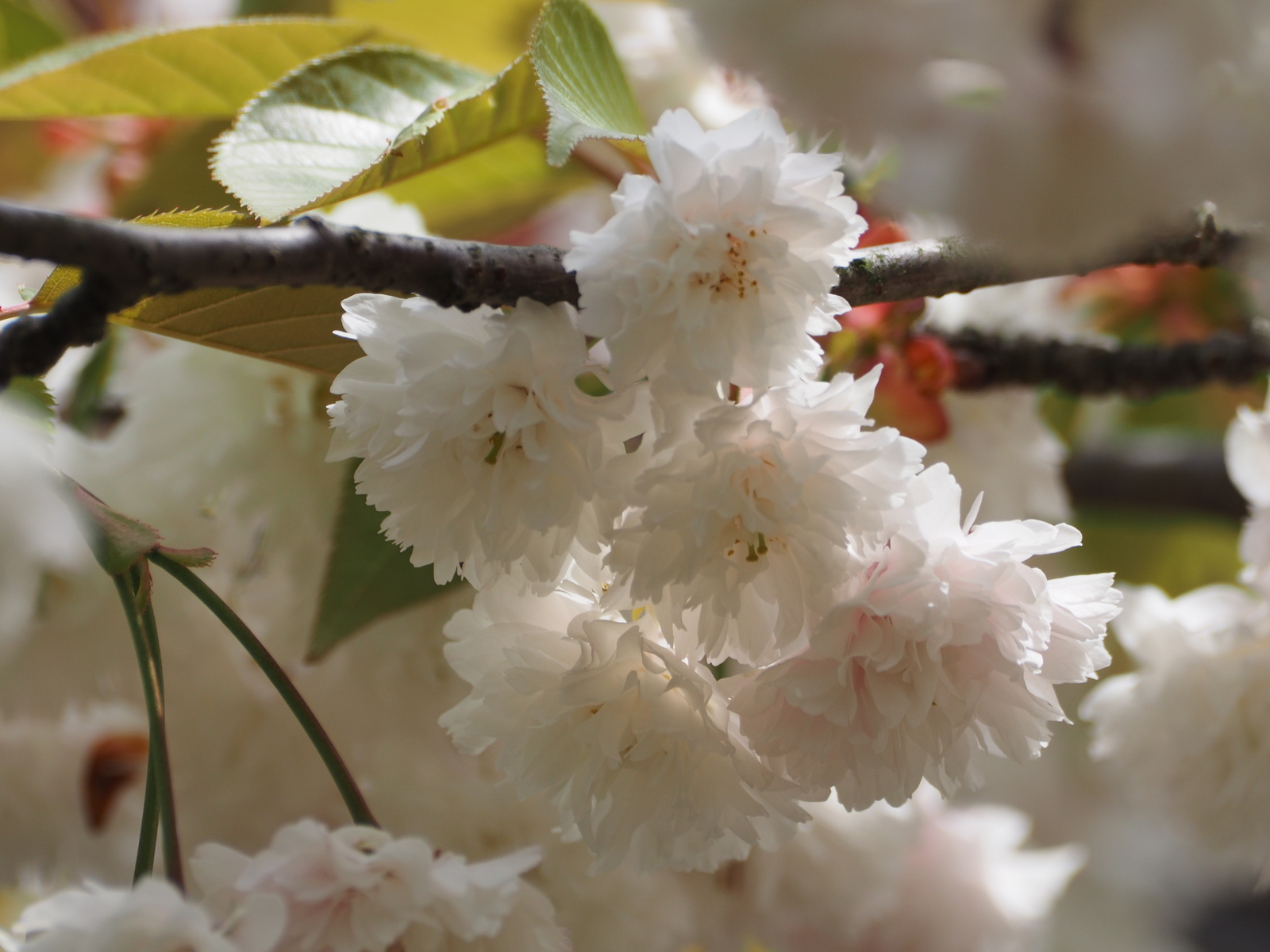 f:id:k10no3:20190428122030j:plain f:id:k10no3:20190428122030j:plain