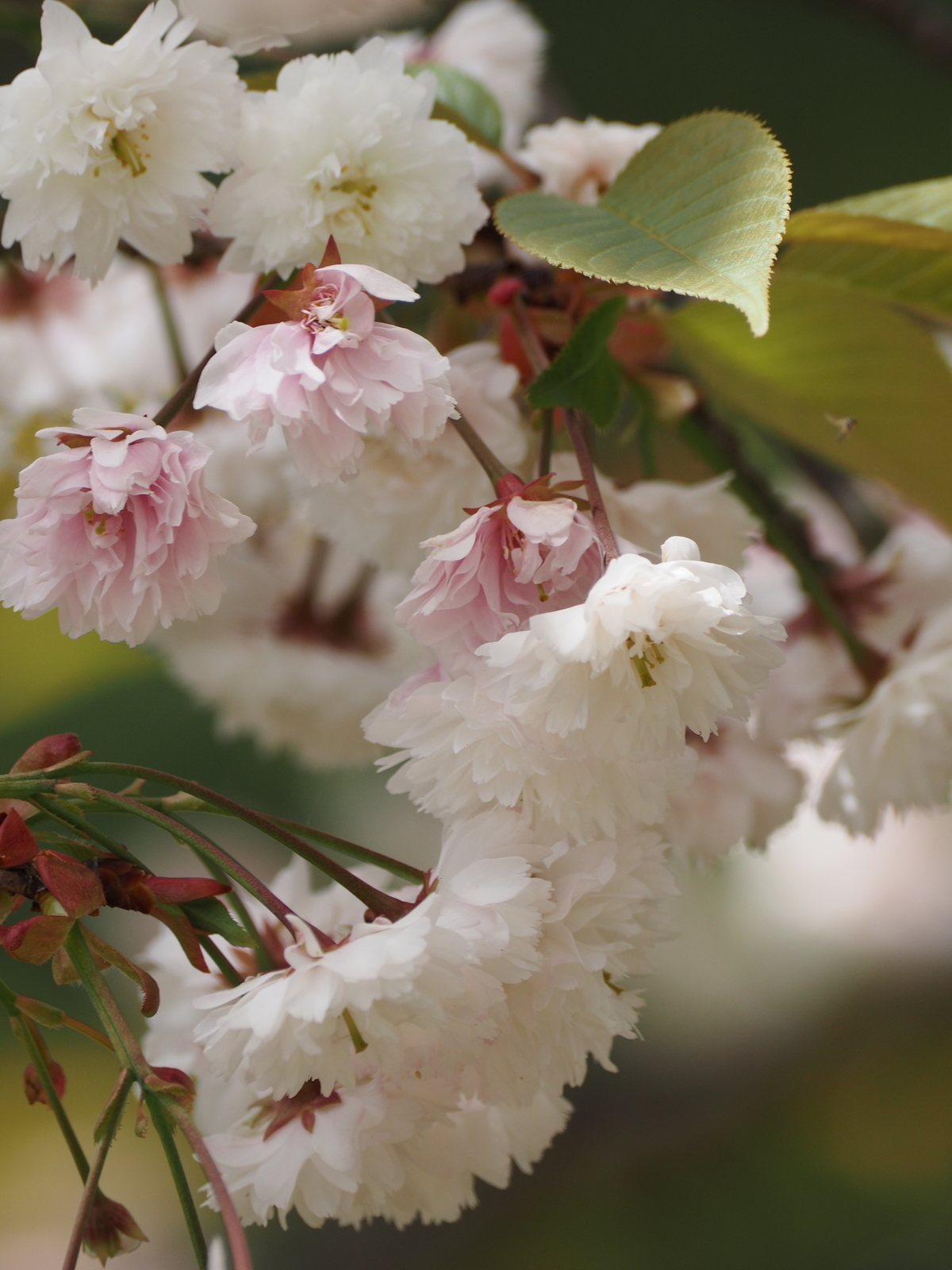f:id:k10no3:20190428122118j:plain