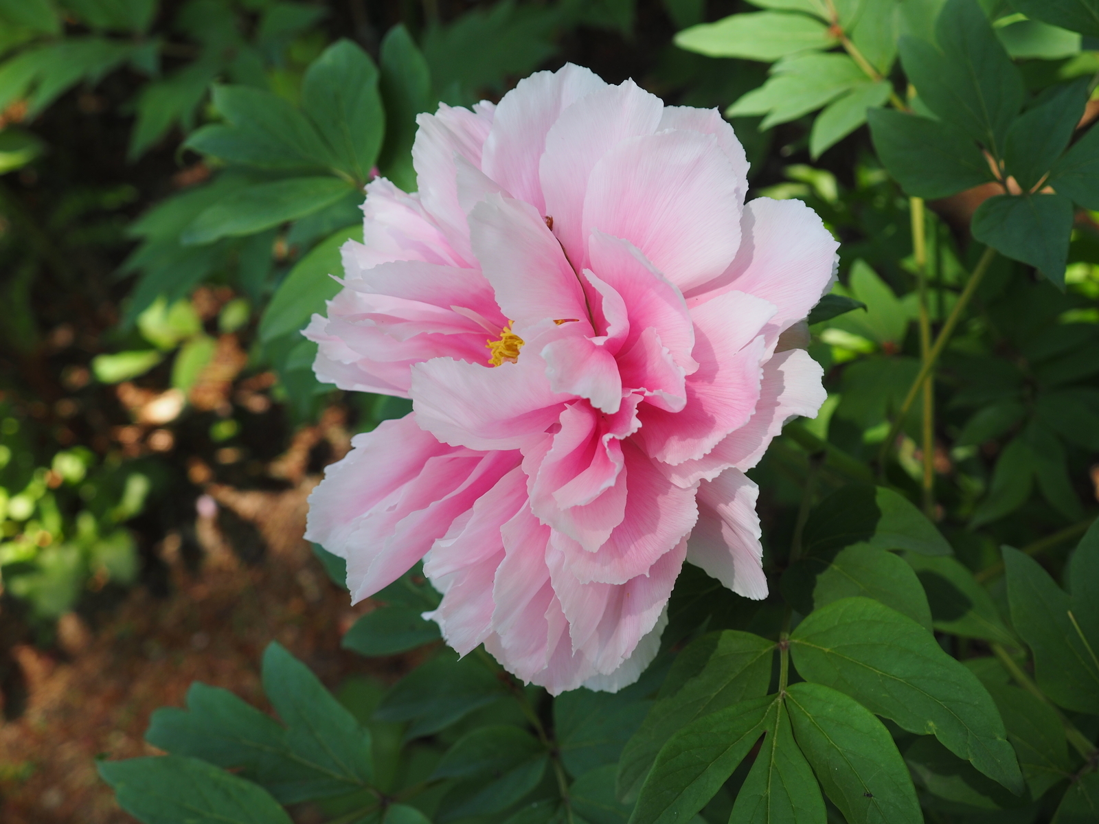 f:id:k10no3:20190504105924j:plain