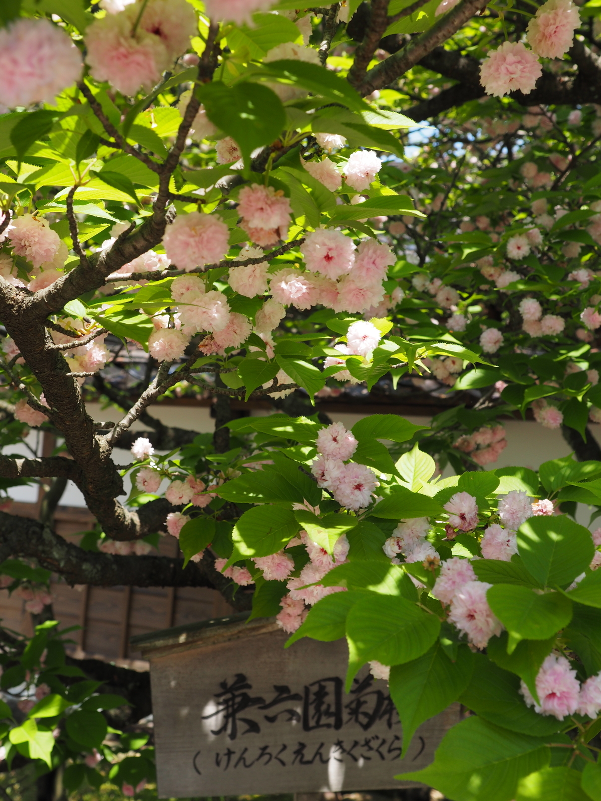 f:id:k10no3:20190505105707j:plain