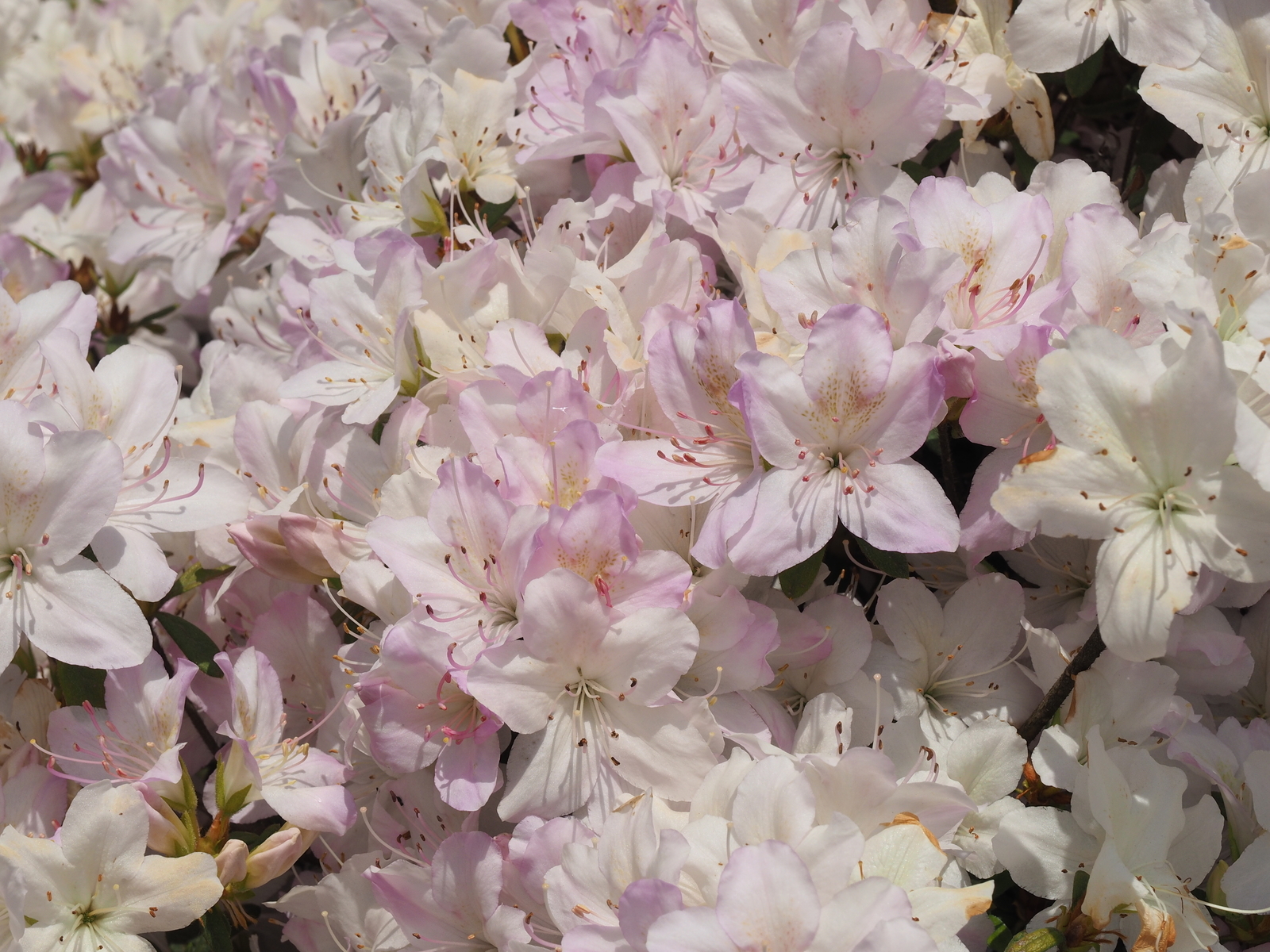 f:id:k10no3:20190511112345j:plain