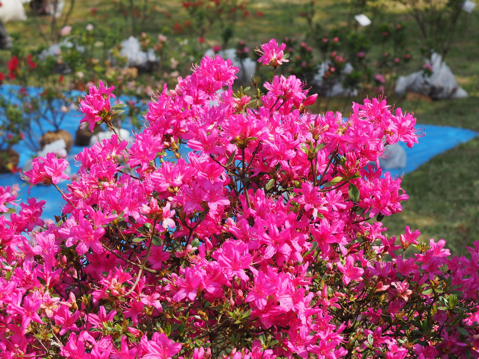 f:id:k10no3:20190511142957j:plain