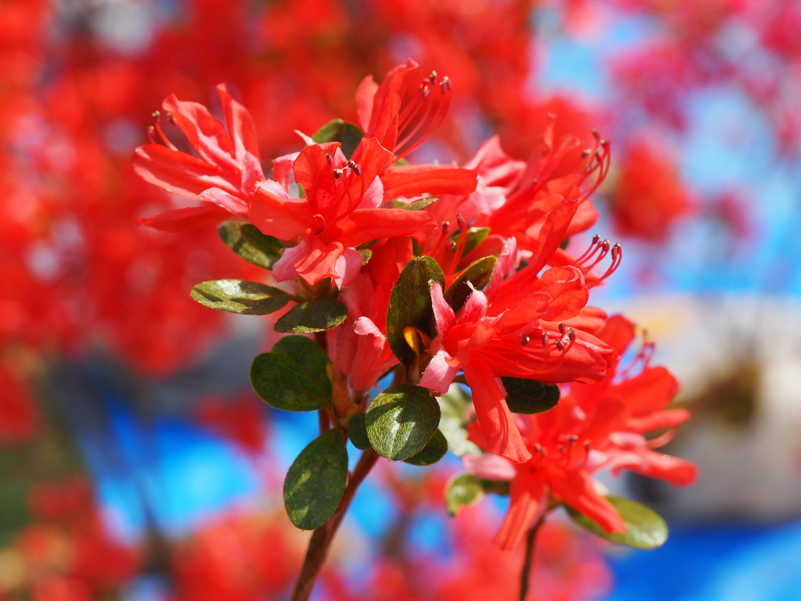 f:id:k10no3:20190511143153j:plain