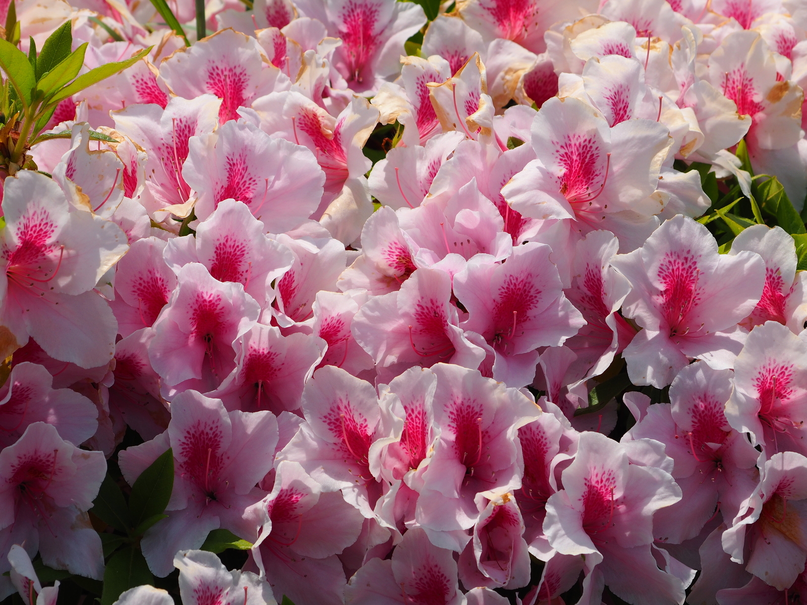 f:id:k10no3:20190512114736j:plain