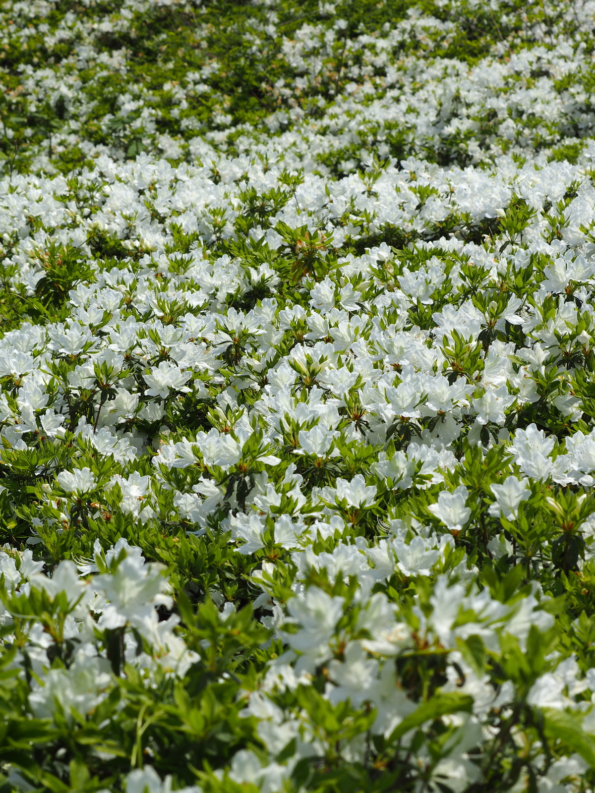 f:id:k10no3:20190512114947j:plain