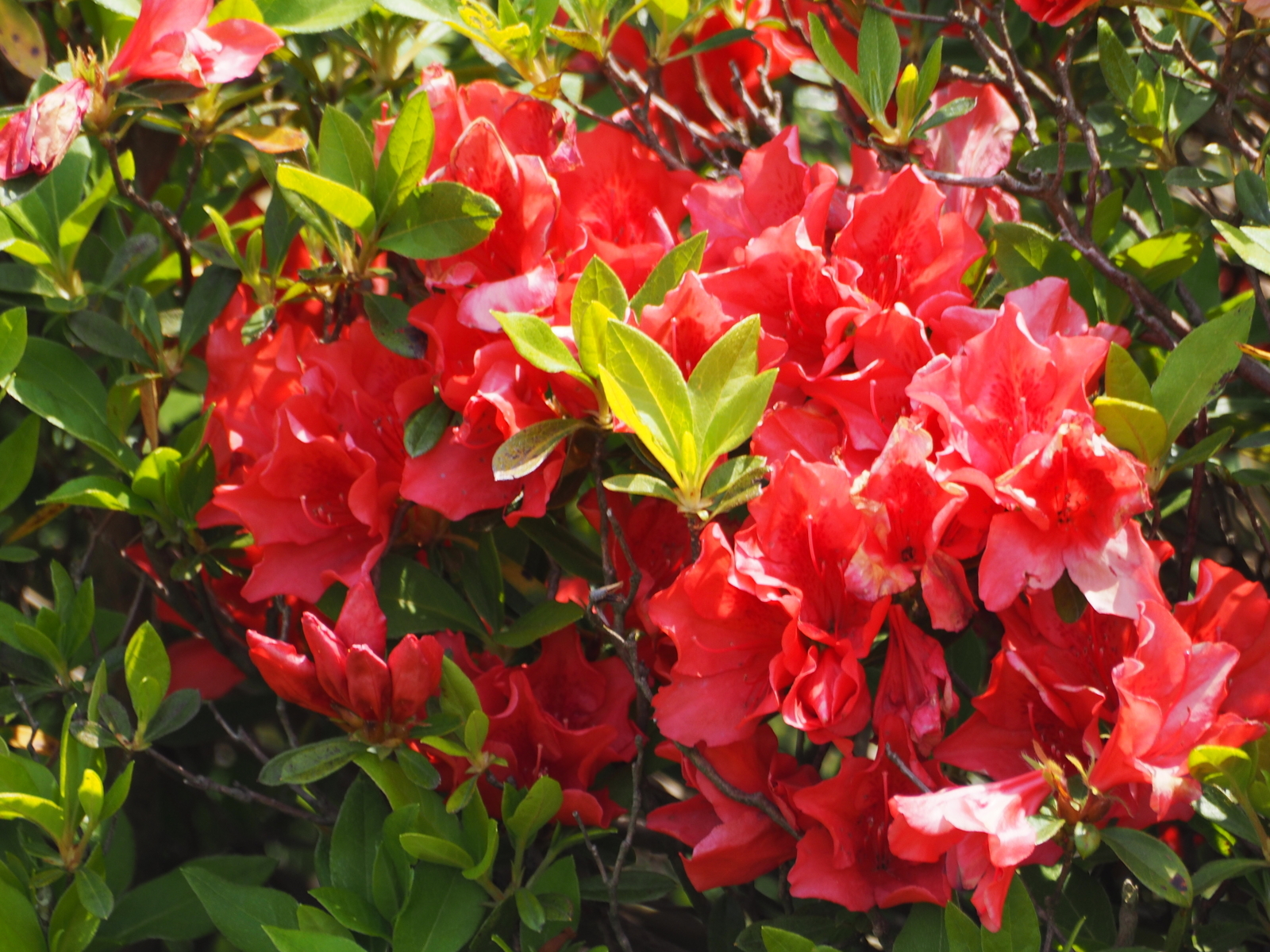 f:id:k10no3:20190512115334j:plain